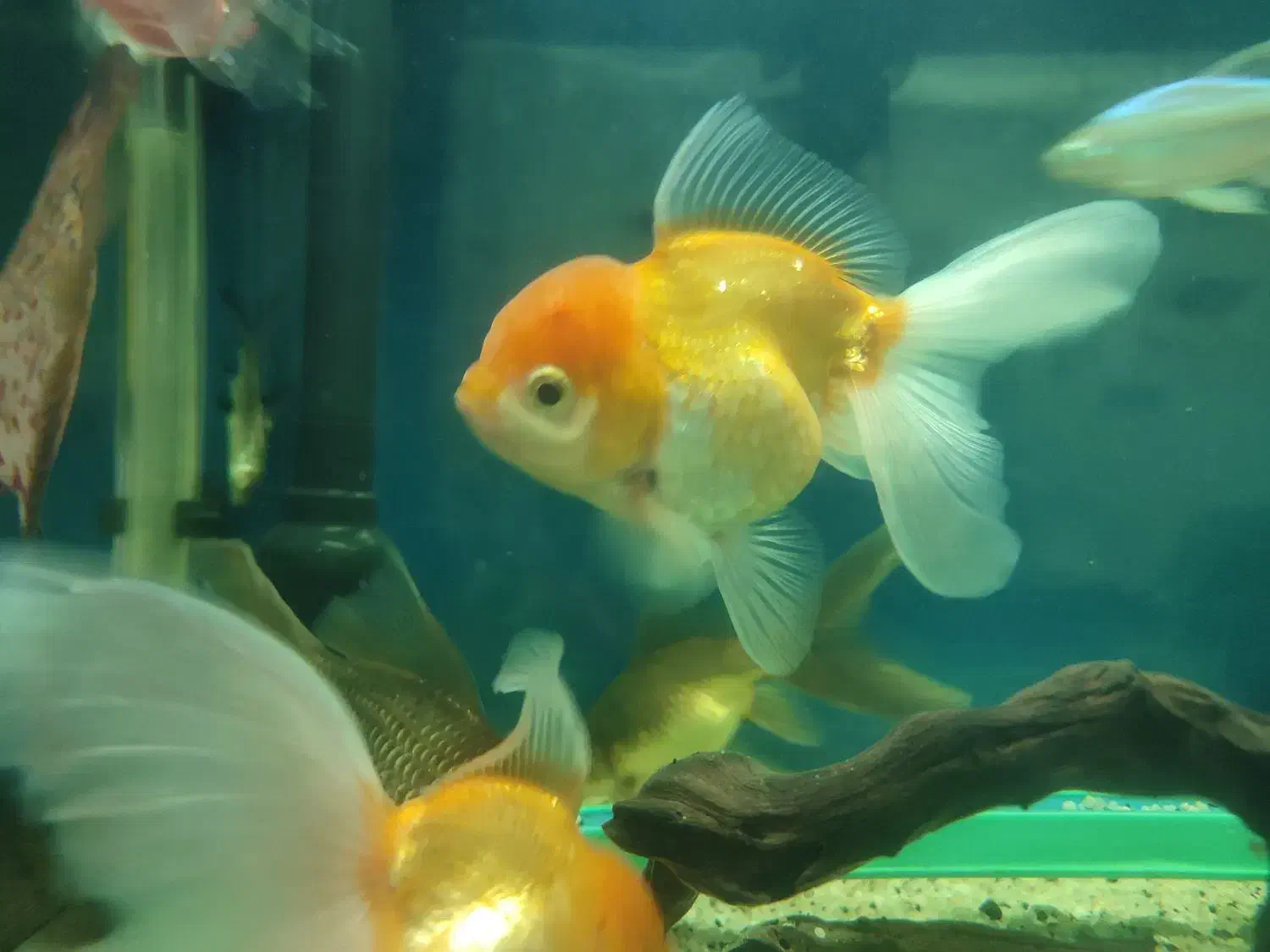 ماهی گلدفیش|ماهی|فردیس, منظریه|دیوار