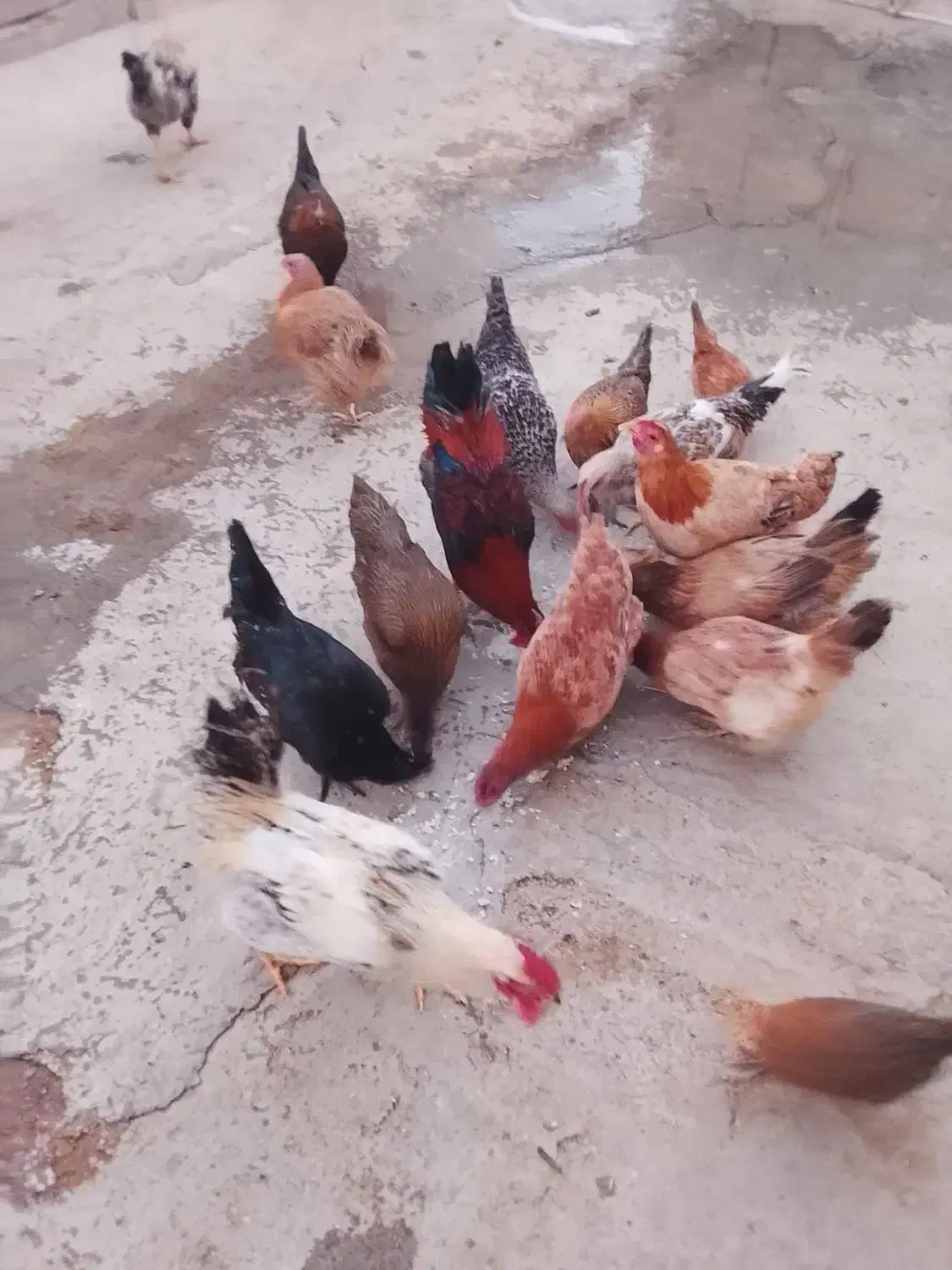 خروس|حیوانات مزرعه|بانش, |دیوار