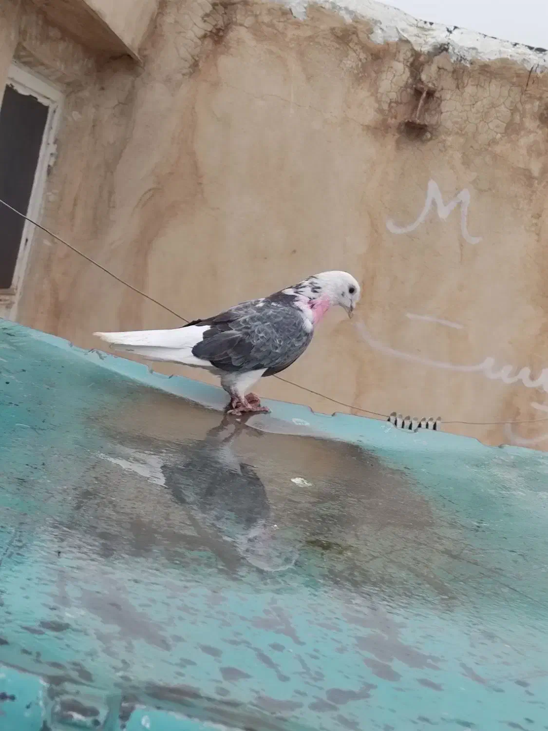 کفتر گرویی قم|پرنده|تهران, منیریه|دیوار