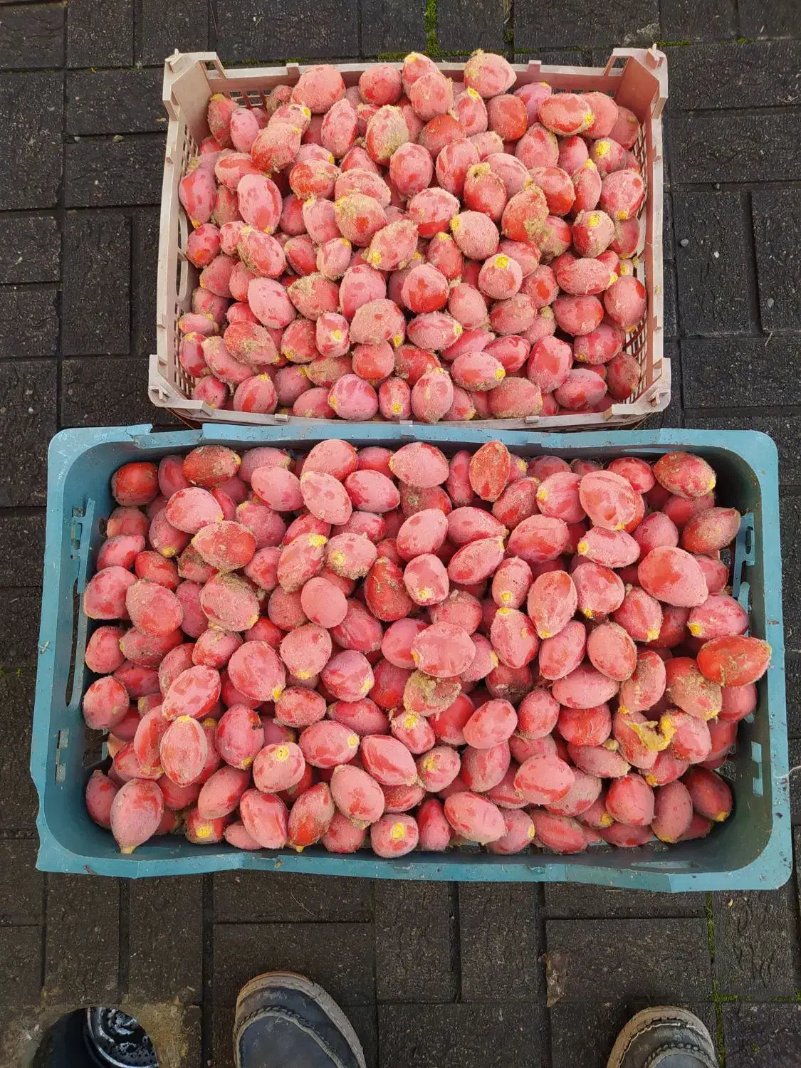 فروش بذر سیکاس آماده کاشت|گل و گیاه طبیعی|آستانه اشرفیه, |دیوار