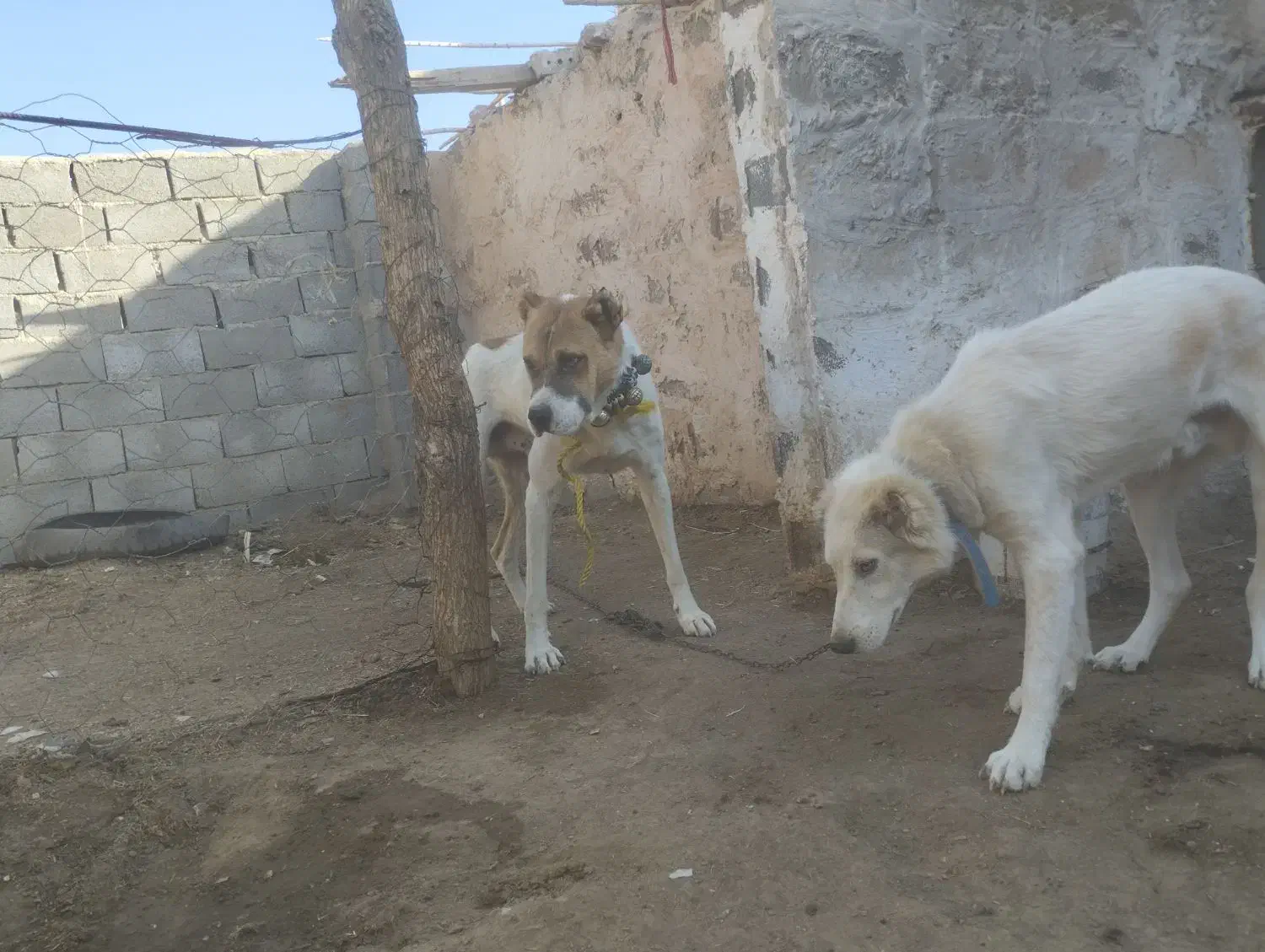 سگ نگهبان گوسفندی|سگ|طاغنکوه, |دیوار