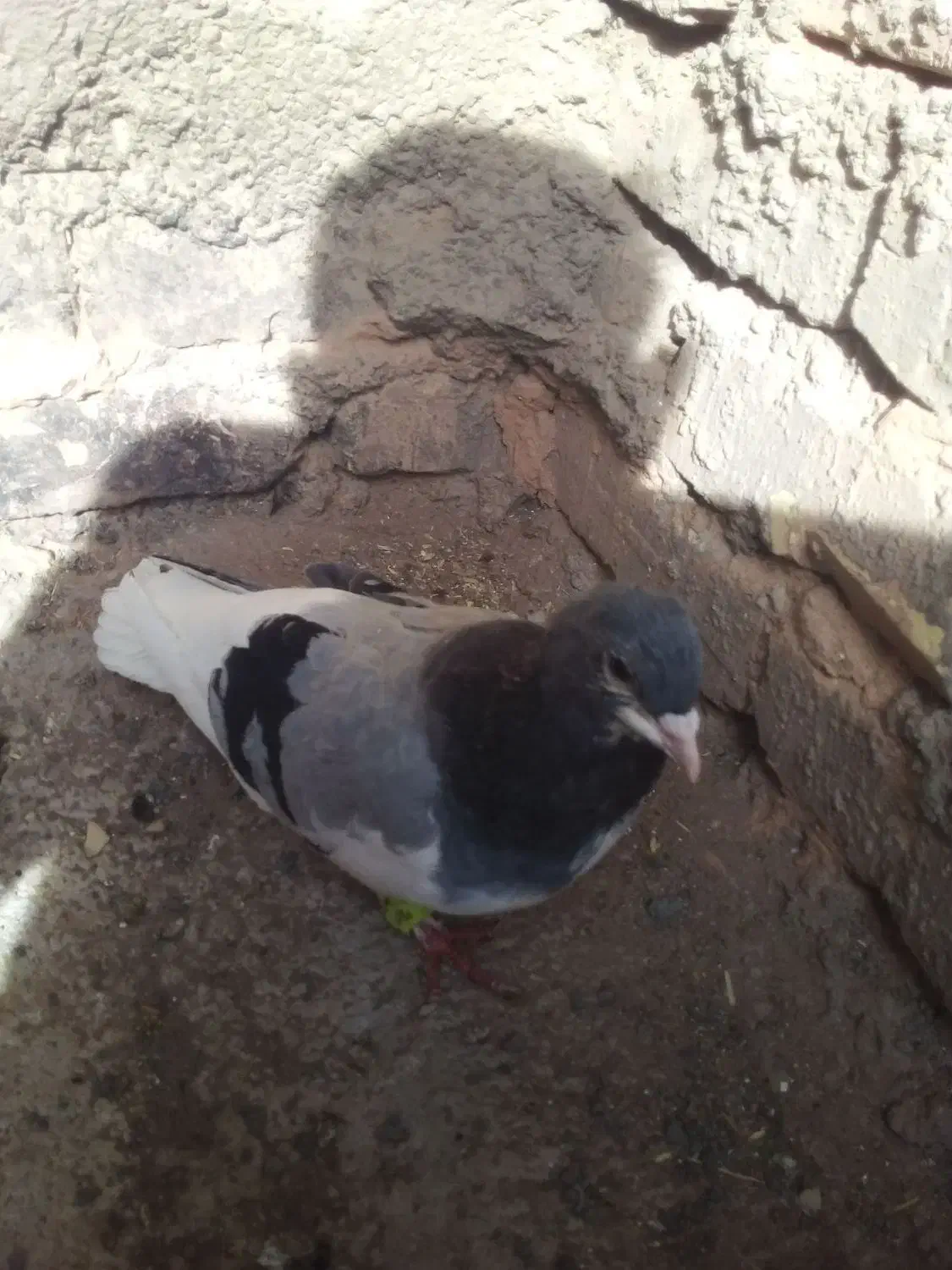 کبوتر|پرنده|اسفراین, |دیوار