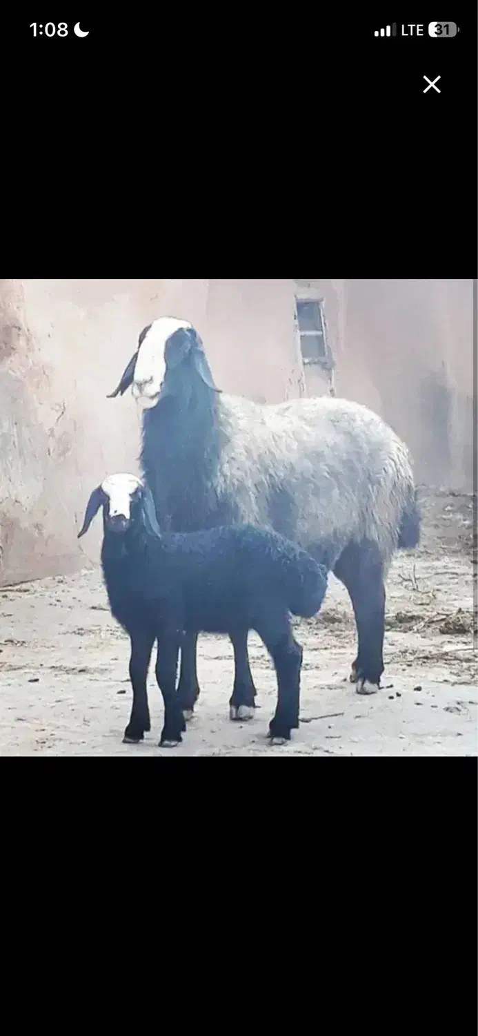 گوسفند نژاد شال|حیوانات مزرعه|یزد, |دیوار