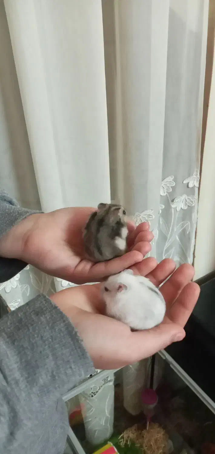 همسترهای اهلی|موش و خرگوش|تبریز, |دیوار