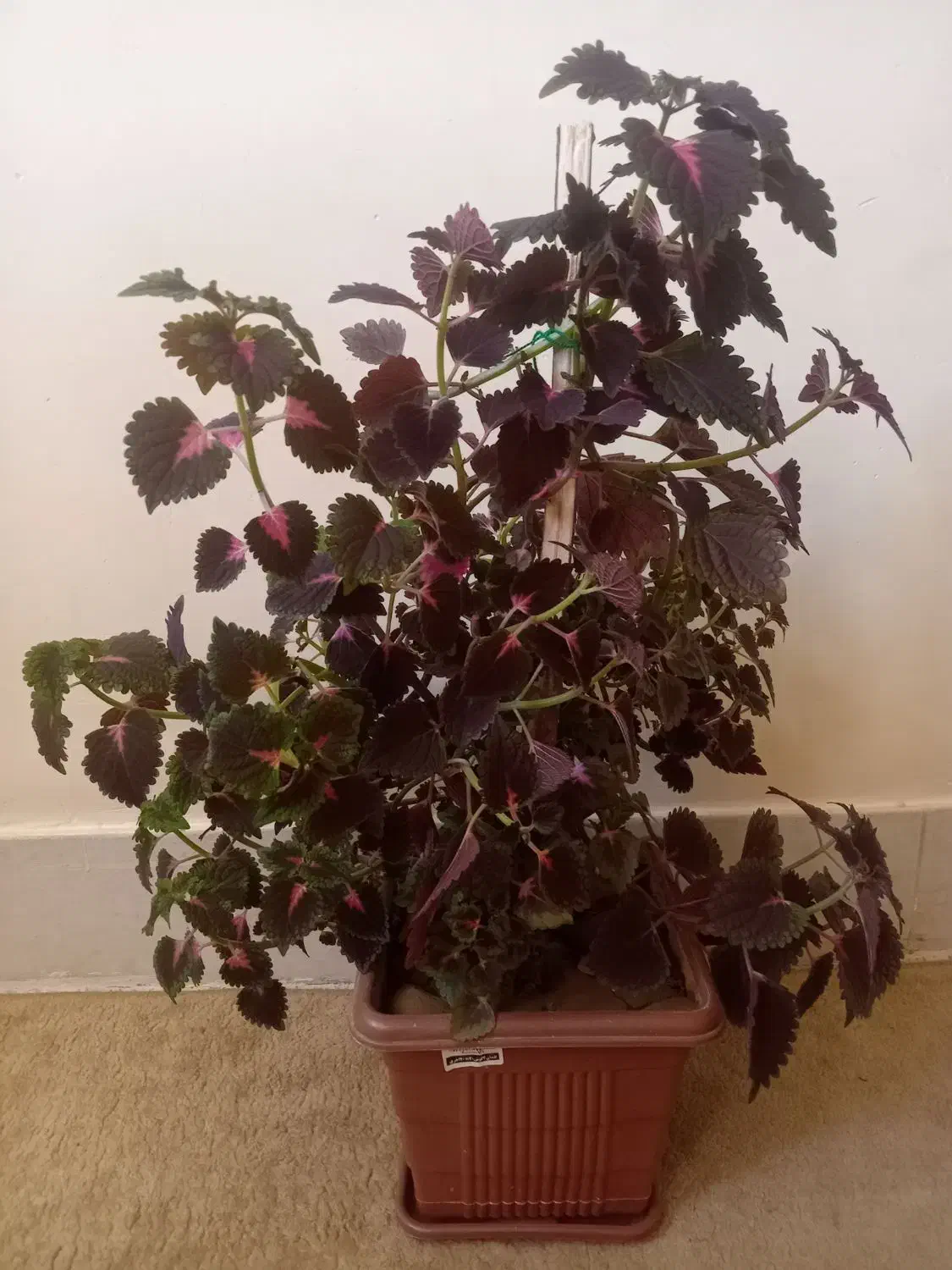 گل...|گل و گیاه طبیعی|لاران, |دیوار