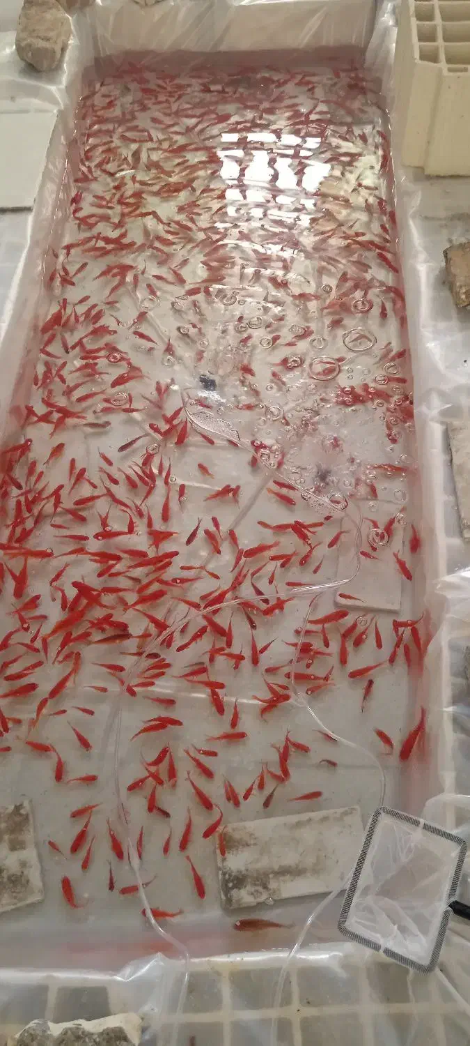 ماهی قرمز شب عید|ماهی|یزد, |دیوار