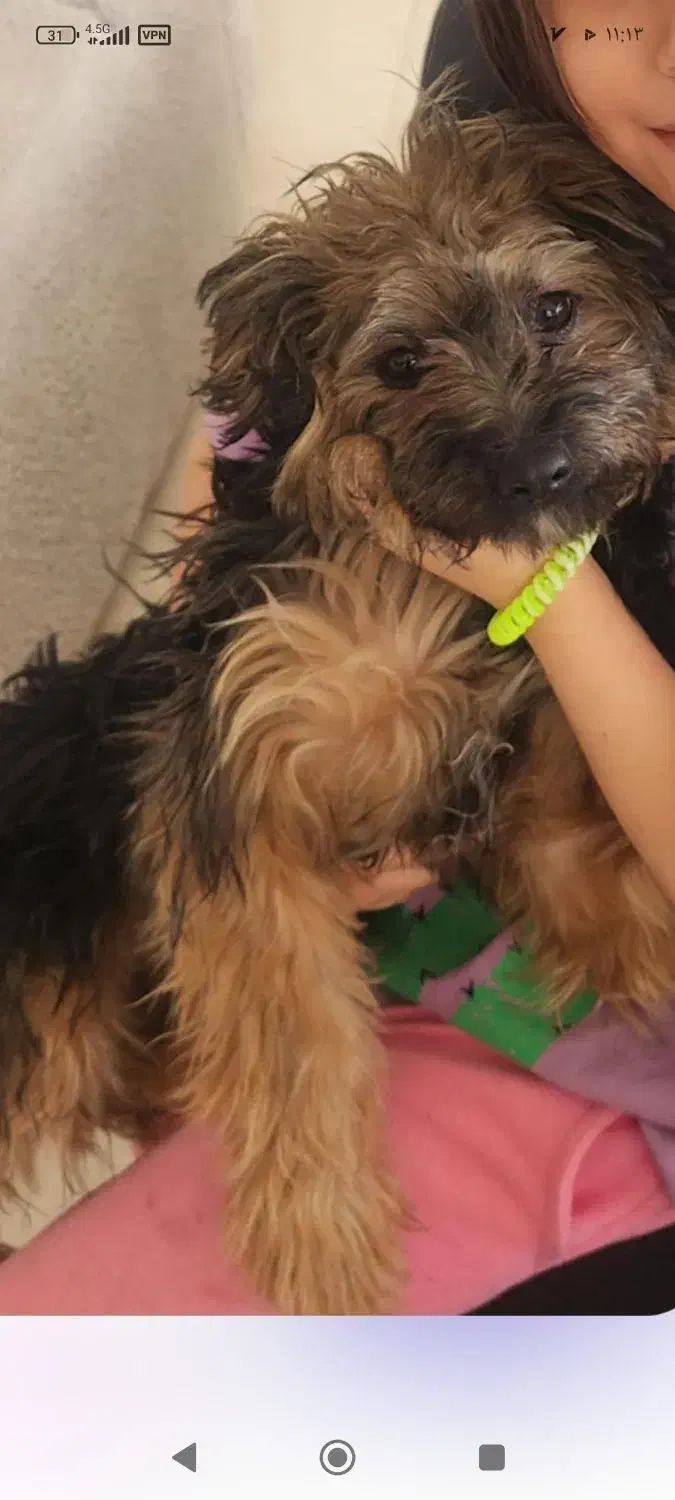 پودل کراس|سگ|کرج, عظیمیه|دیوار