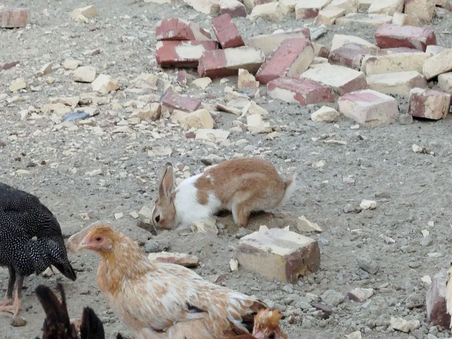 خرگوش با ضمانت  بچه دادن|موش و خرگوش|زابل, |دیوار