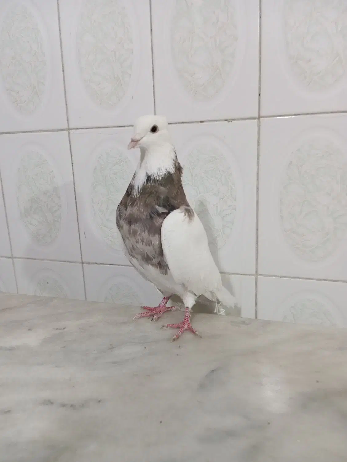 نر طوق خرمایی خال قدیم|پرنده|کرمانشاه, |دیوار