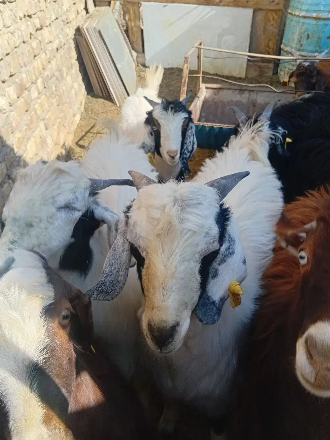 کره نر|حیوانات مزرعه|یزد, |دیوار