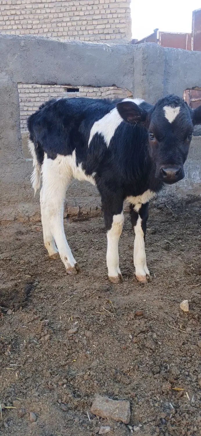 گوساله ماده|حیوانات مزرعه|تربت جام, میان جام|دیوار