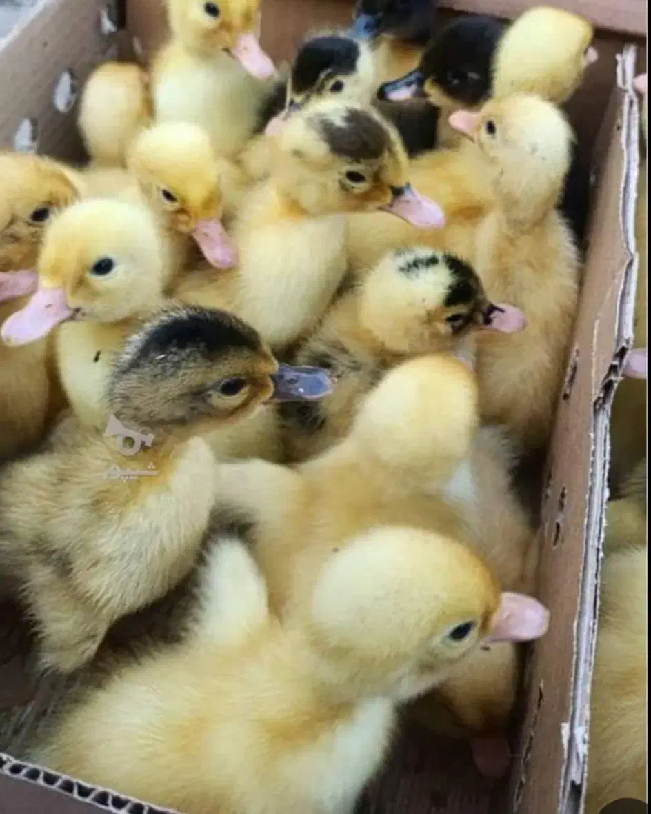 جوجه اردک|حیوانات مزرعه|قم, شهرک مهدیه (مدرس)|دیوار