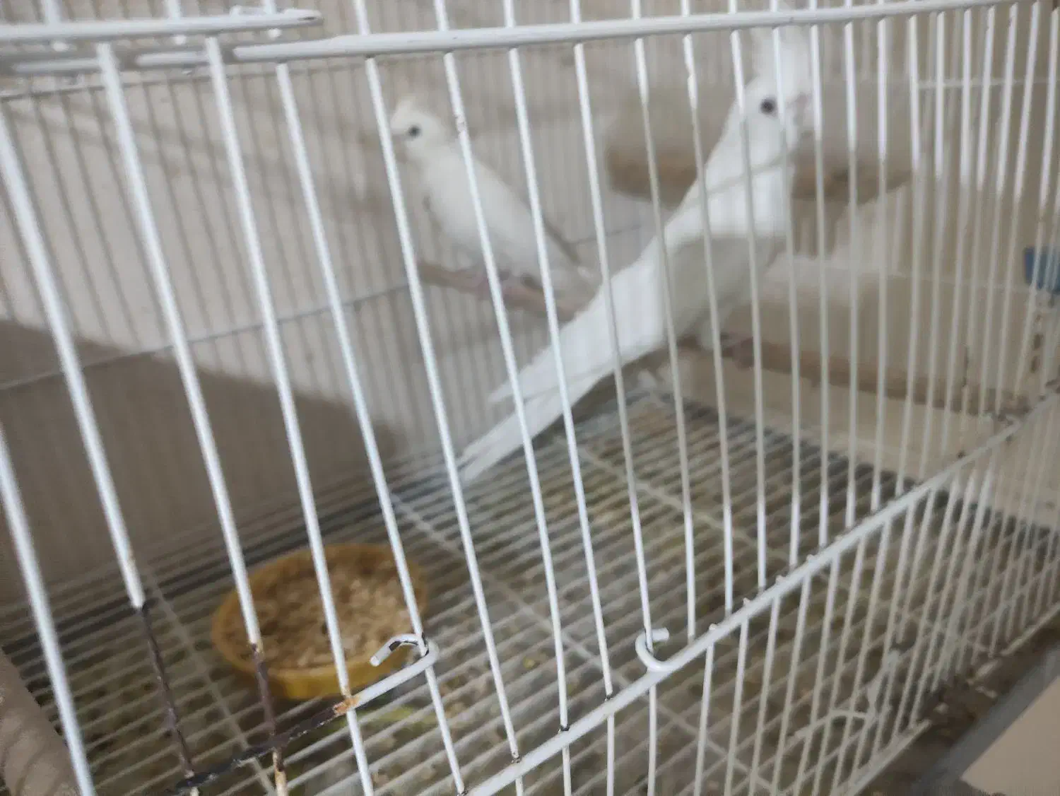 عروس هلندی مرغ عشق مرغ مینا|پرنده|شاهرود, |دیوار