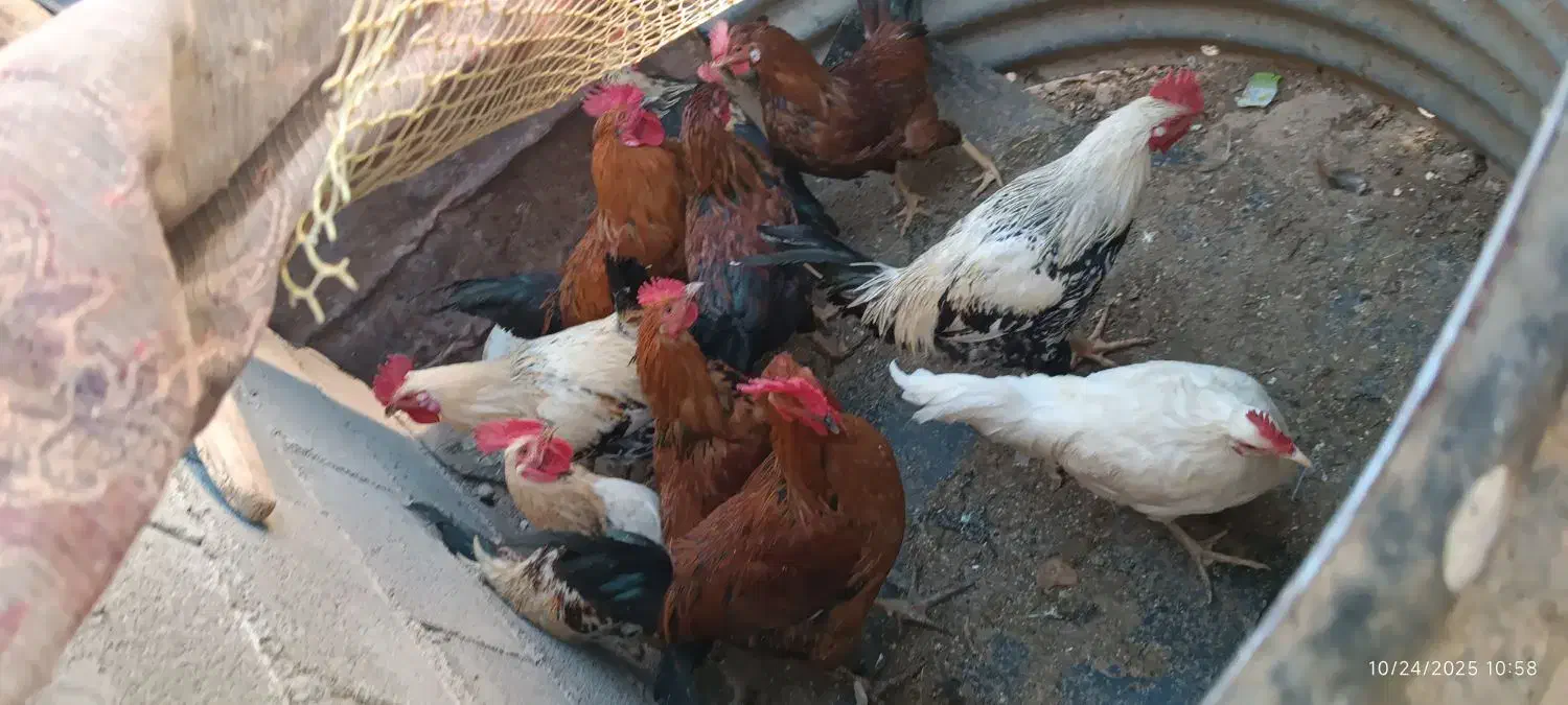 خروس بزرگ|حیوانات مزرعه|گوآور, |دیوار