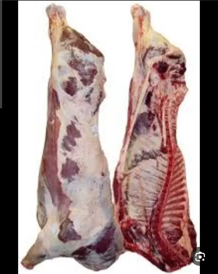 گوساله کره شتر مرغ شتر بز کهره بره|حیوانات مزرعه|شیراز, حومه شیراز|دیوار