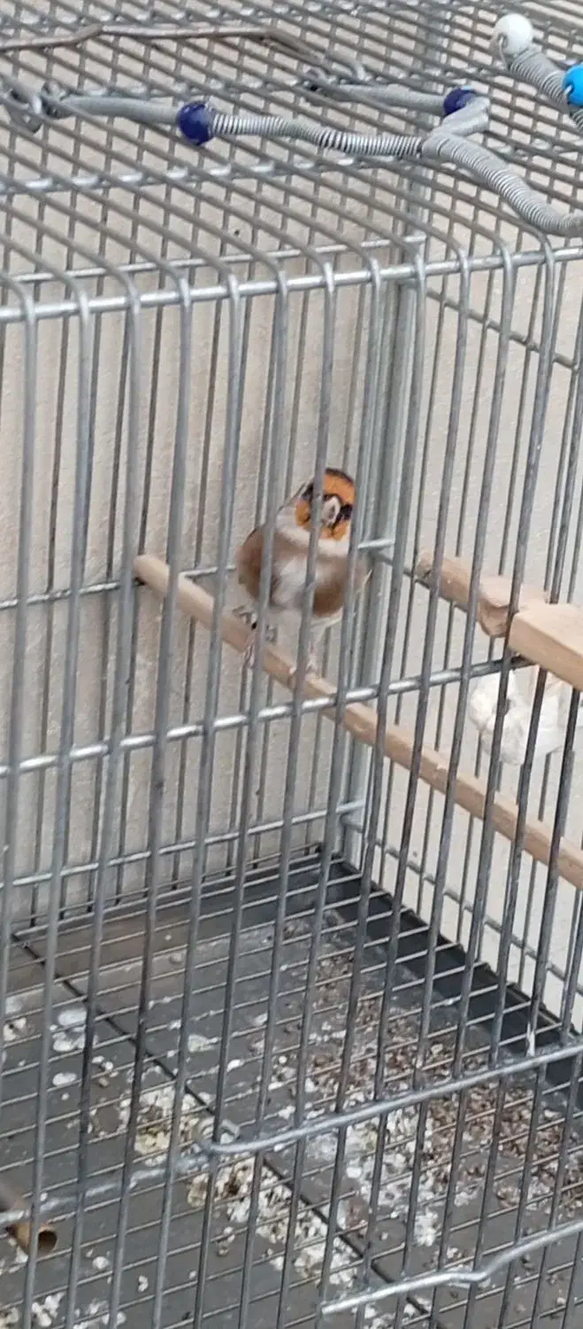 دوتا سهره زیر دهن|پرنده|صفادشت, |دیوار