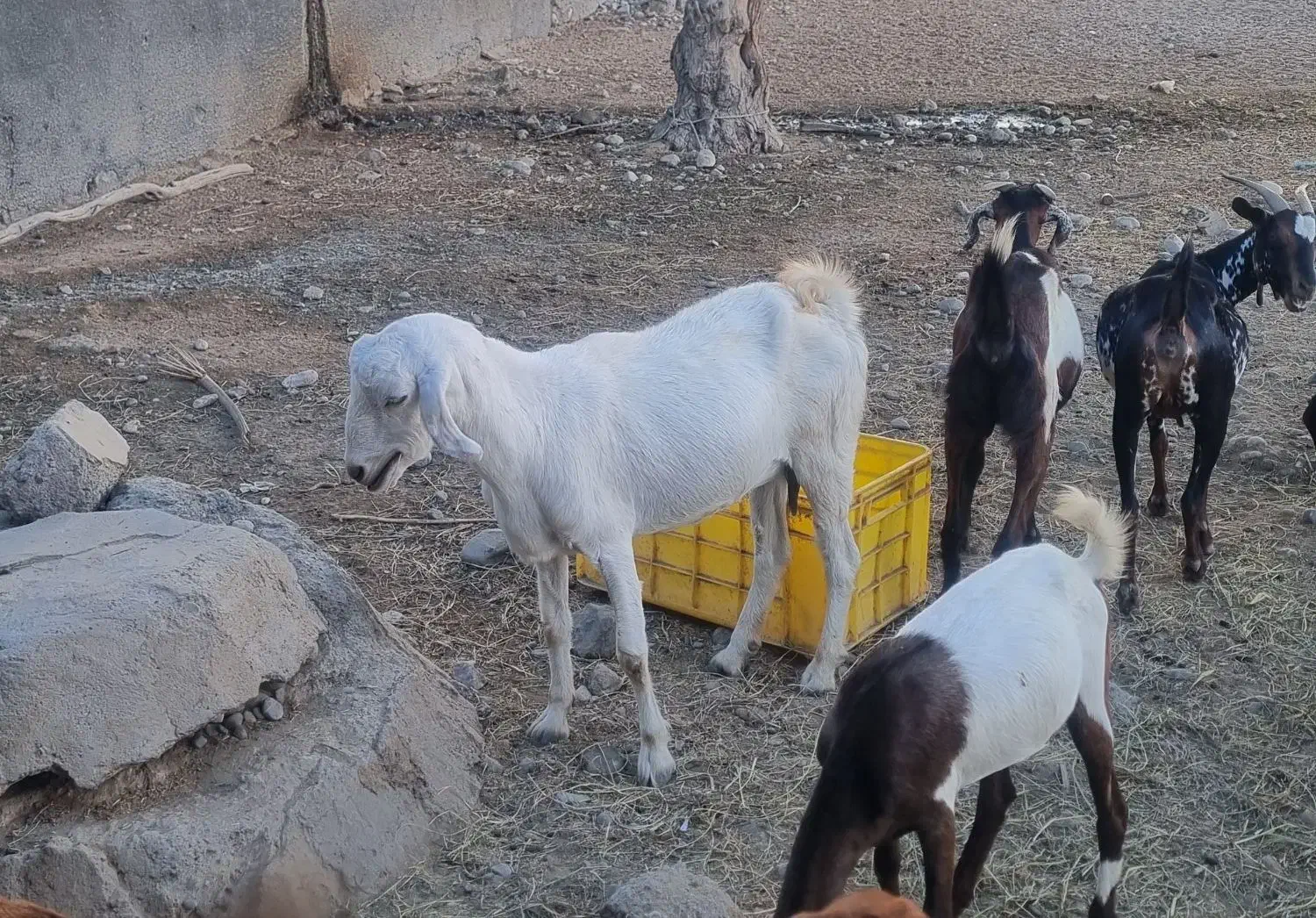 کهره نر و ماده ابستن|حیوانات مزرعه|میناب, |دیوار