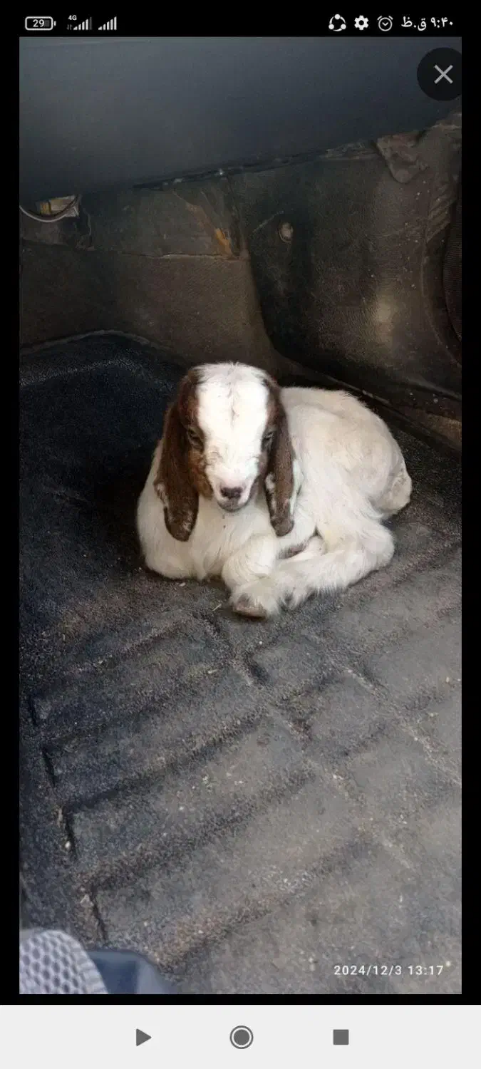 قربانی کردن بز|حیوانات مزرعه|بناب, |دیوار