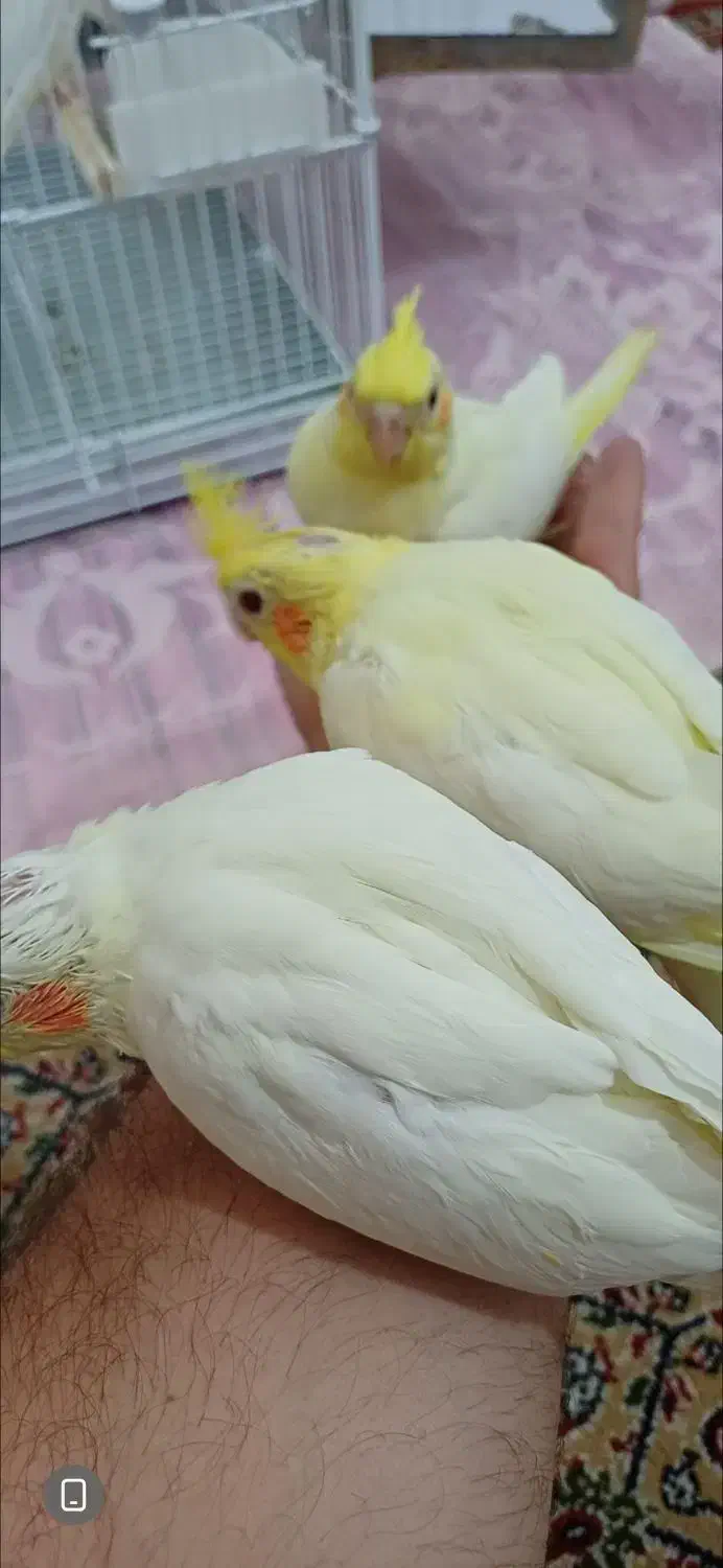 عروس هلندی|پرنده|دوگنبدان, |دیوار