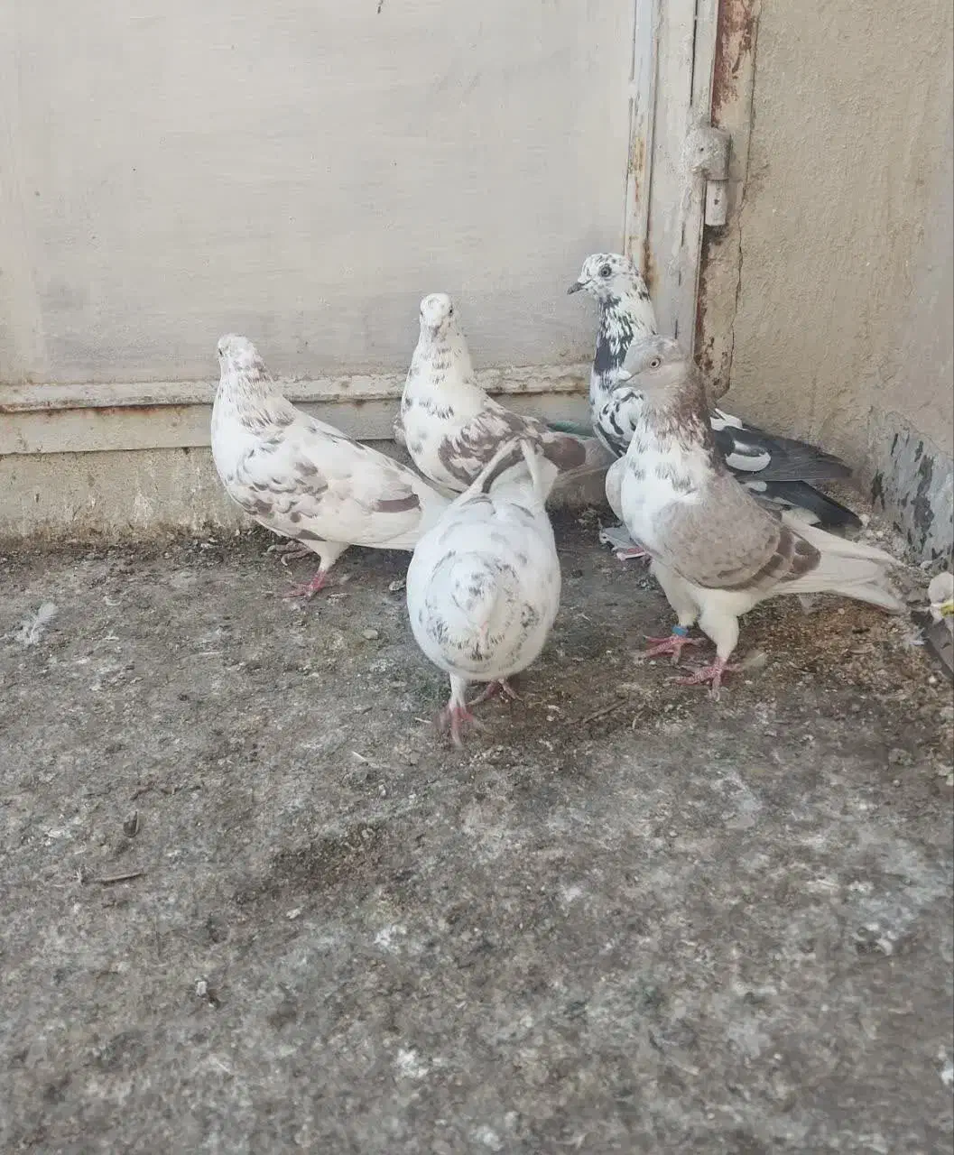 کبوتر|حیوانات|قم, چهل اختران|دیوار