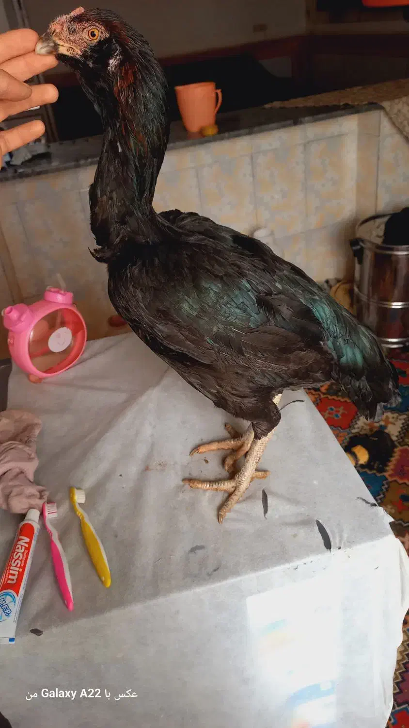 مرغ لاری یک تیغ مشکی|حیوانات مزرعه|نیمروز, |دیوار