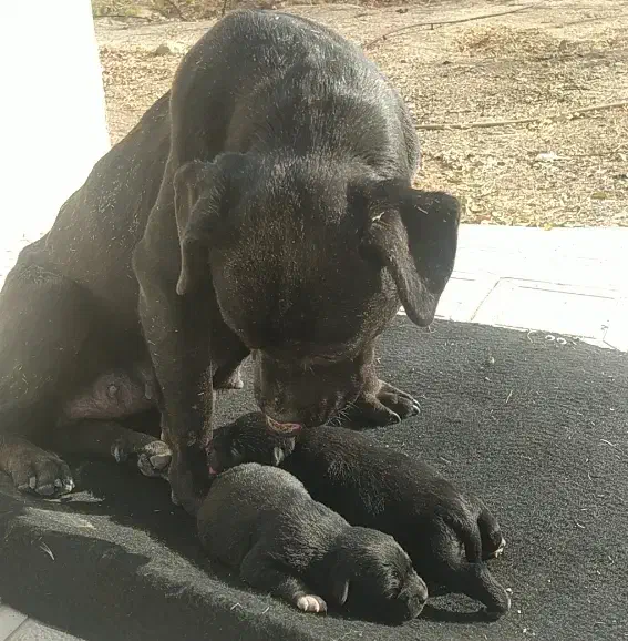 پیتبول نر|سگ|زنجان, |دیوار