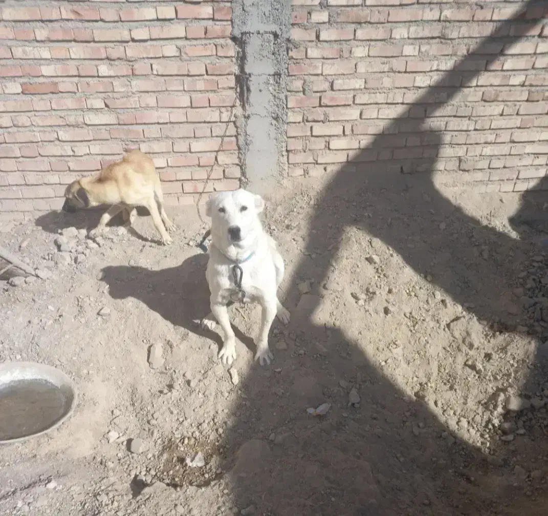 واگذاری توله سرابی|سگ|ایرانشهر, |دیوار