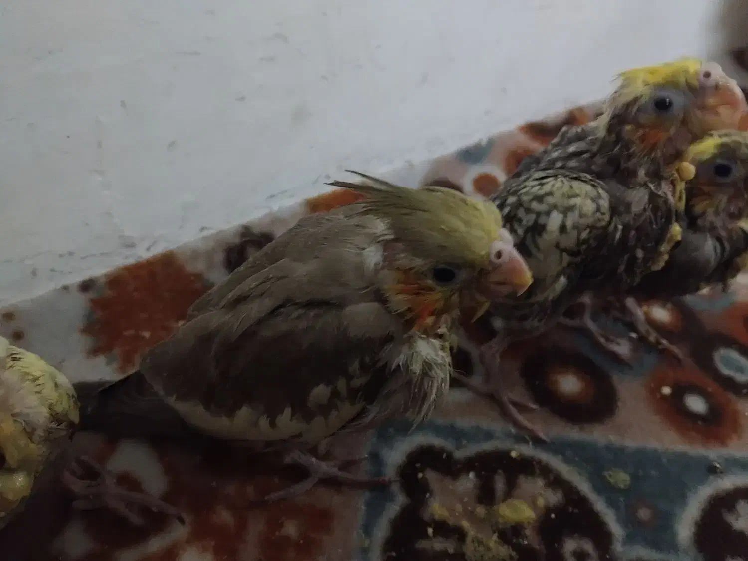 عروس هلندی سرلاکی|پرنده|کازرون, |دیوار