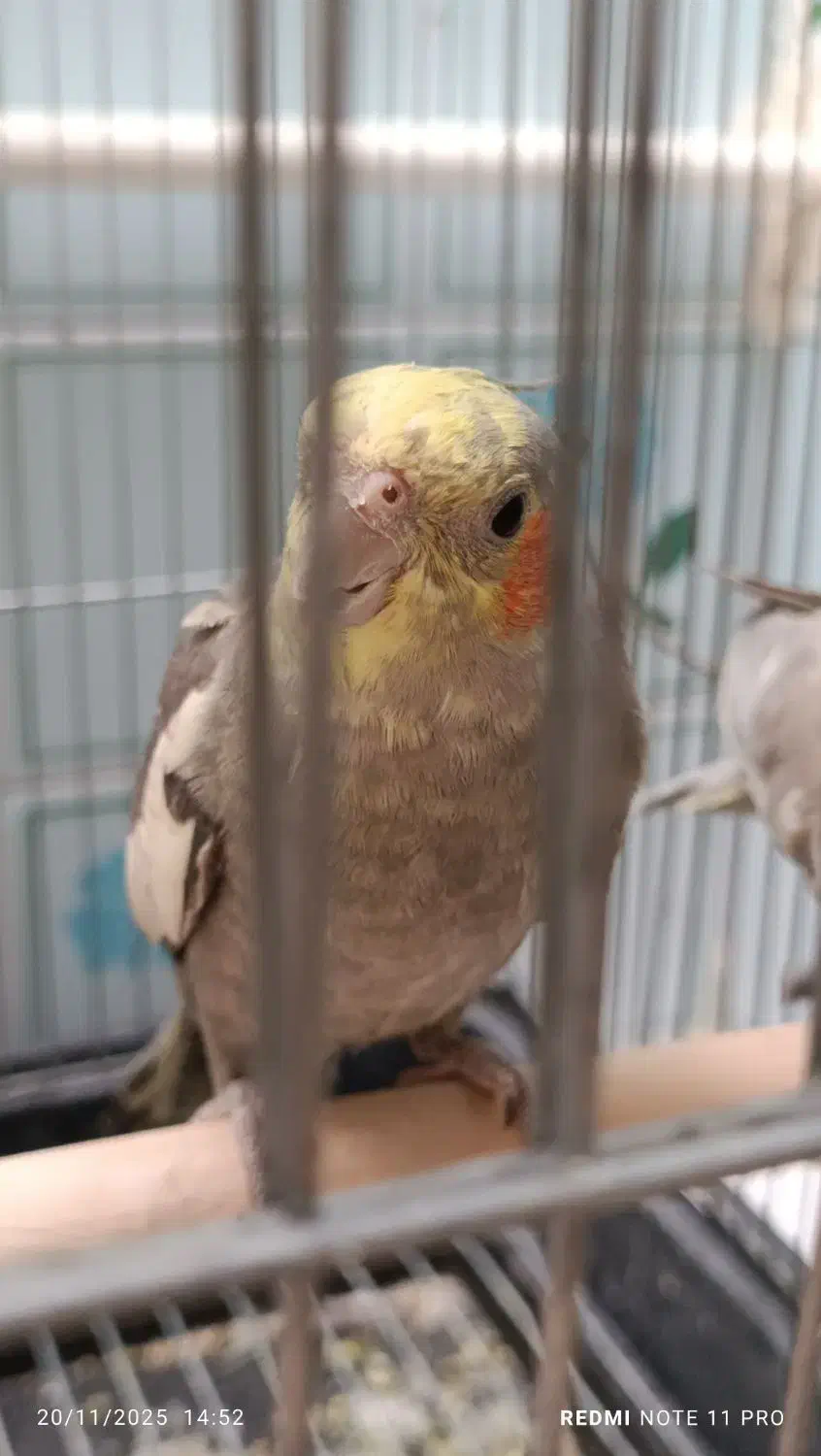 عروس هلندی نر نژاد سینامون ۸ ماهه|پرنده|تاکستان, |دیوار