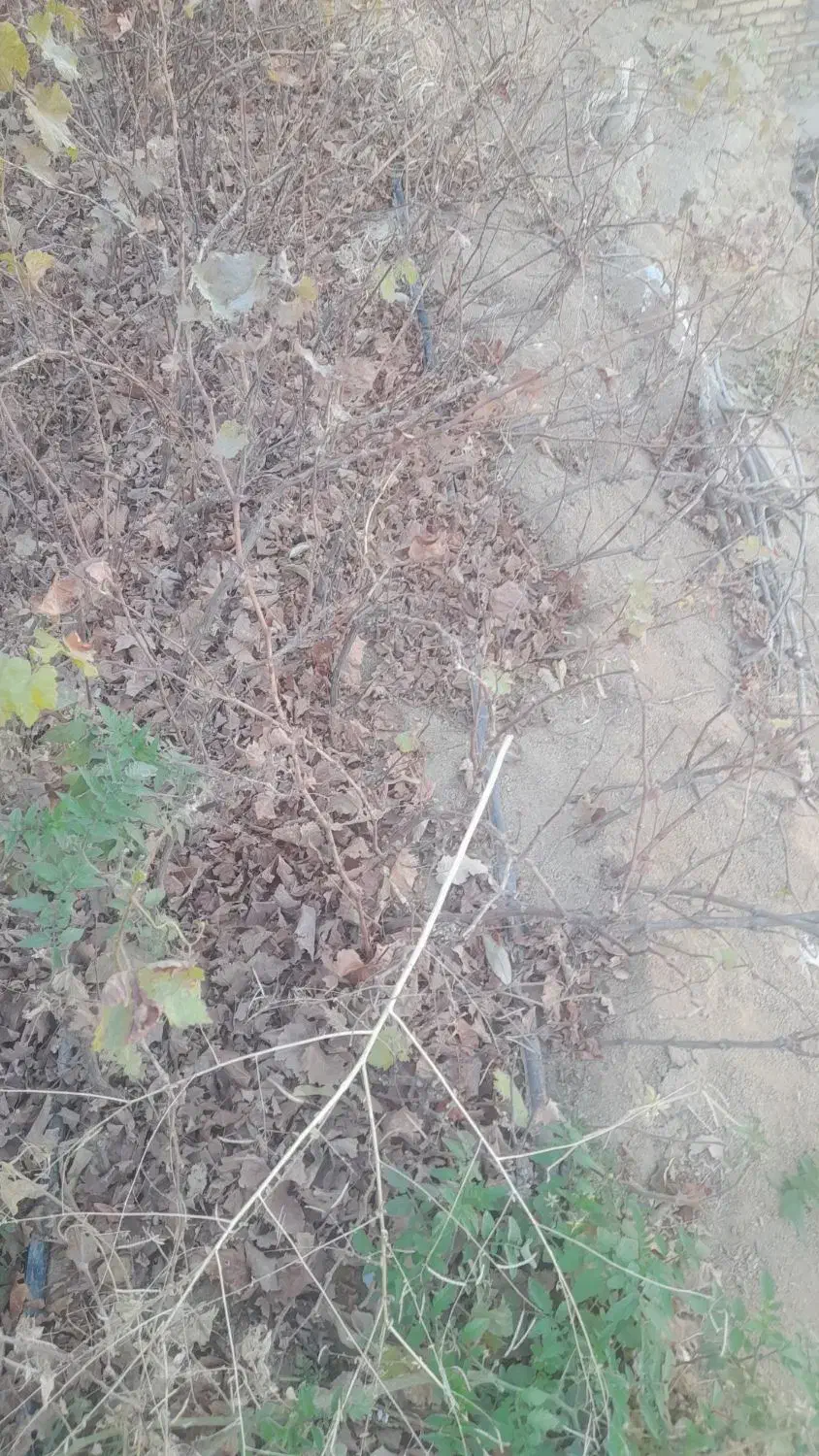 درخت|خدمات باغبانی و درختکاری|آرمرده, |دیوار