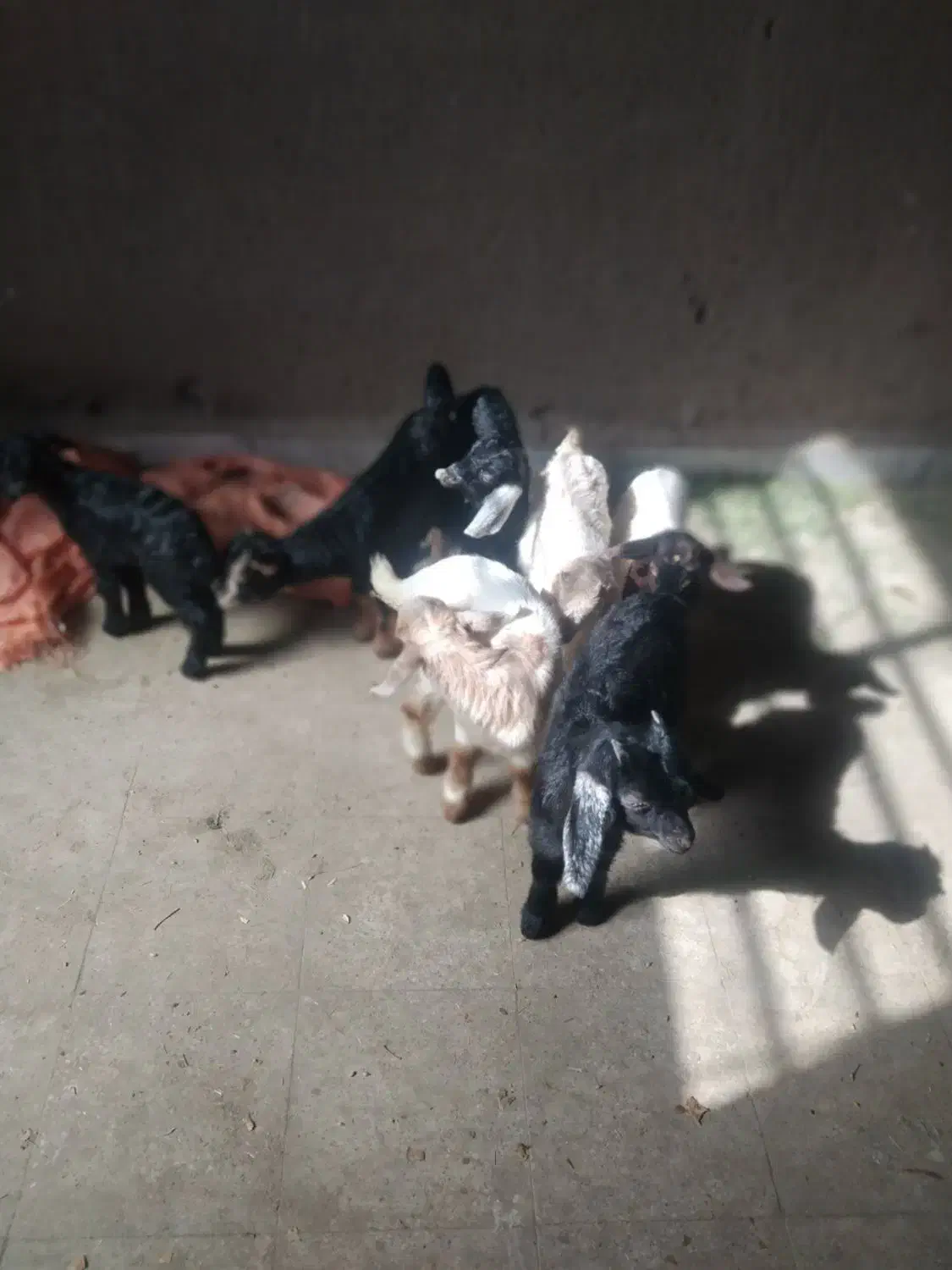 ۷راس بزکهره دار|حیوانات مزرعه|حنا, |دیوار