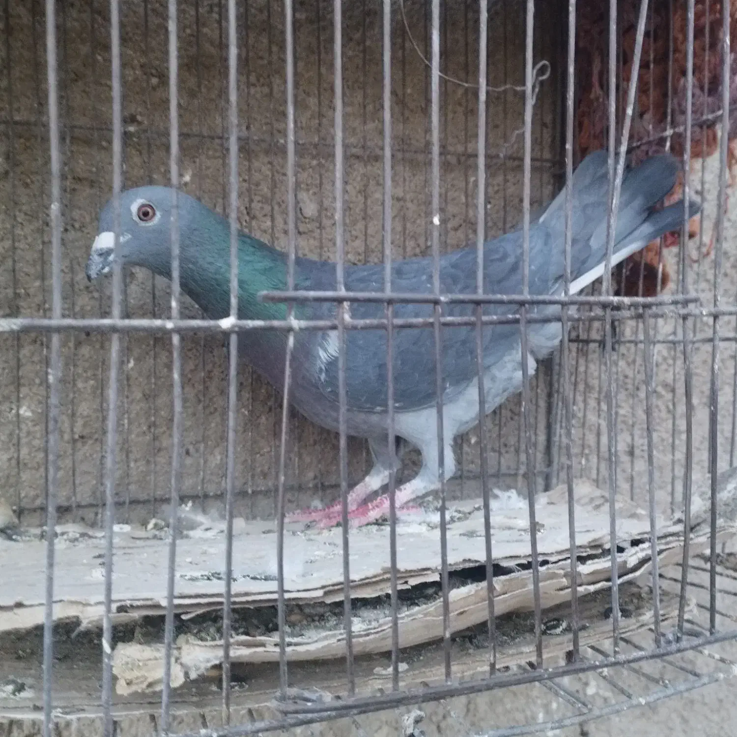 کبوتر نره پلاکی مسافتی چای قشنگ گرفتنی|پرنده|بروجرد, |دیوار