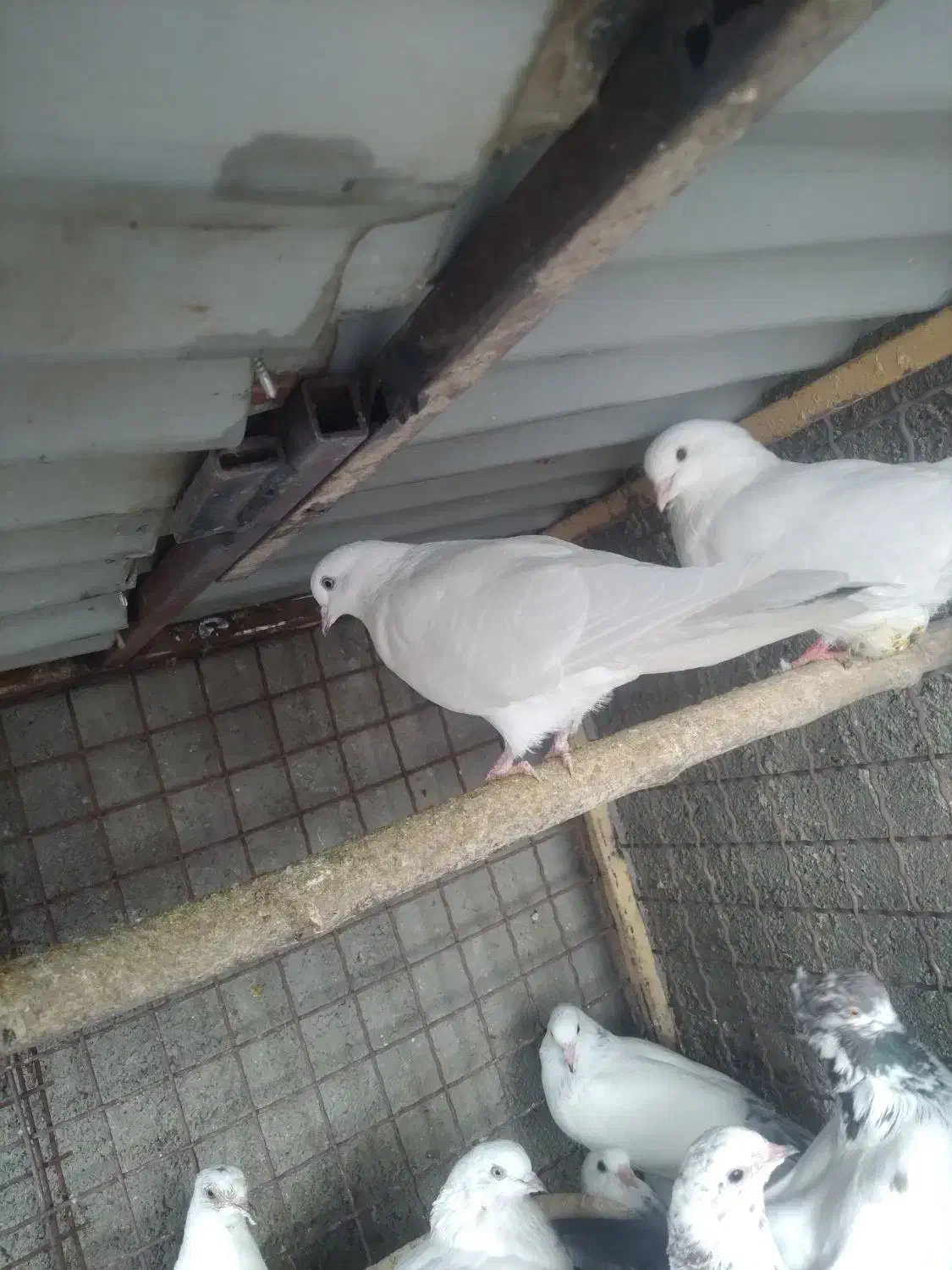 فروش کبوتر|پرنده|گرمسار, |دیوار