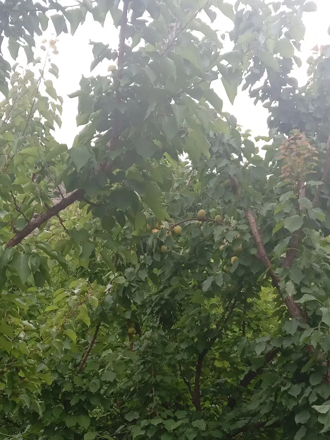 خانه ویلایی دلفارد|فروش خانه و ویلا|درب بهشت, |دیوار