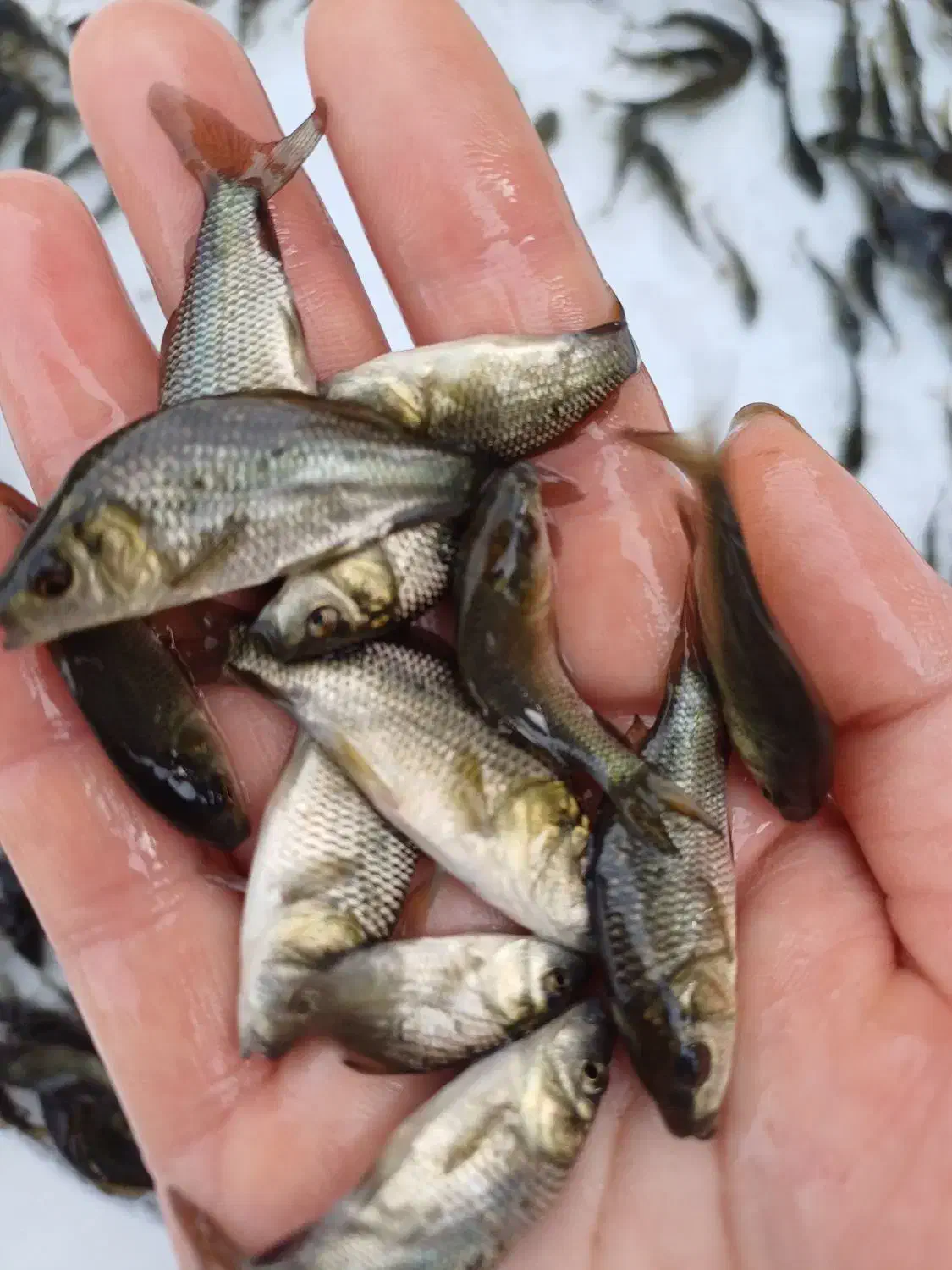 تولیدوفروش بهترین نژاد ماهیان کپور و آمور|ماهی|گرگان, |دیوار