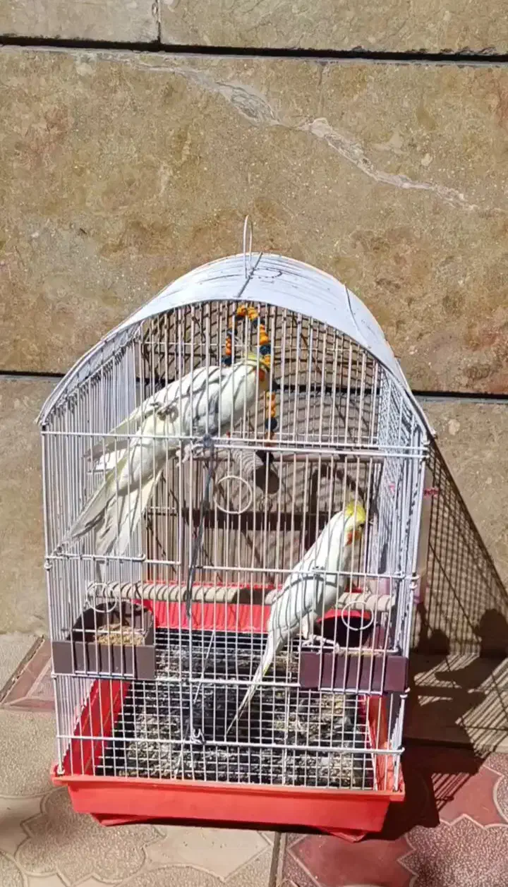 عروس هلندی مولد|پرنده|هریس, |دیوار