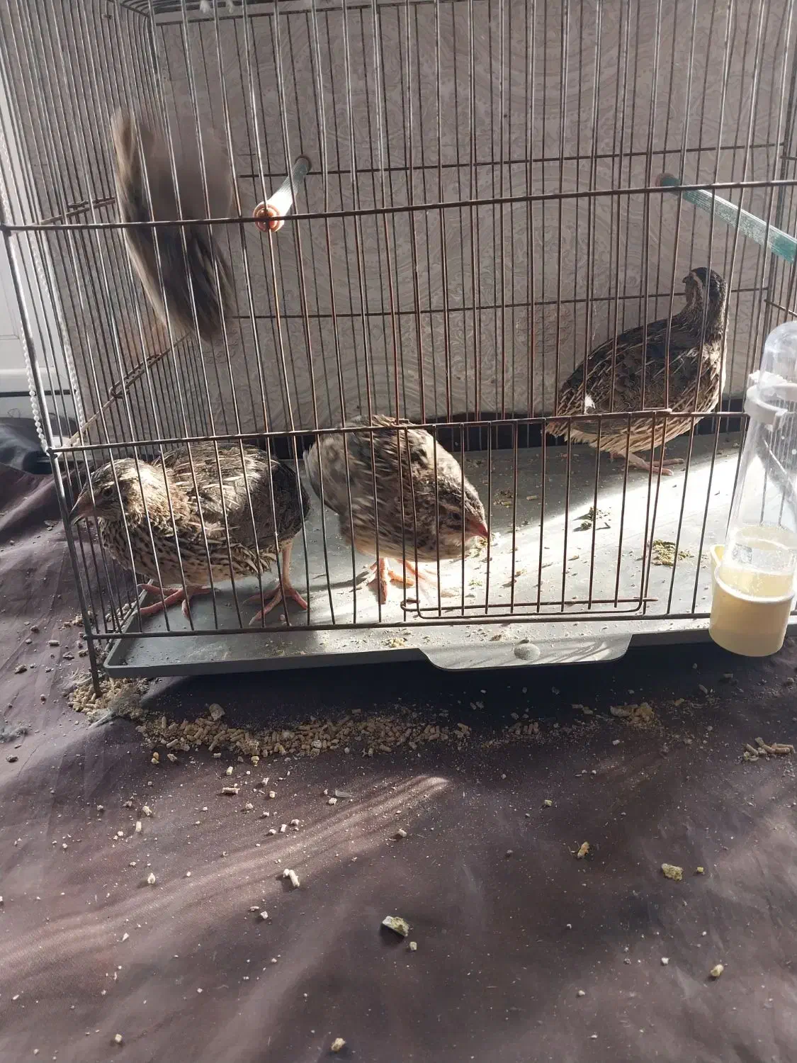 بلدرچین|پرنده|اردبیل, |دیوار