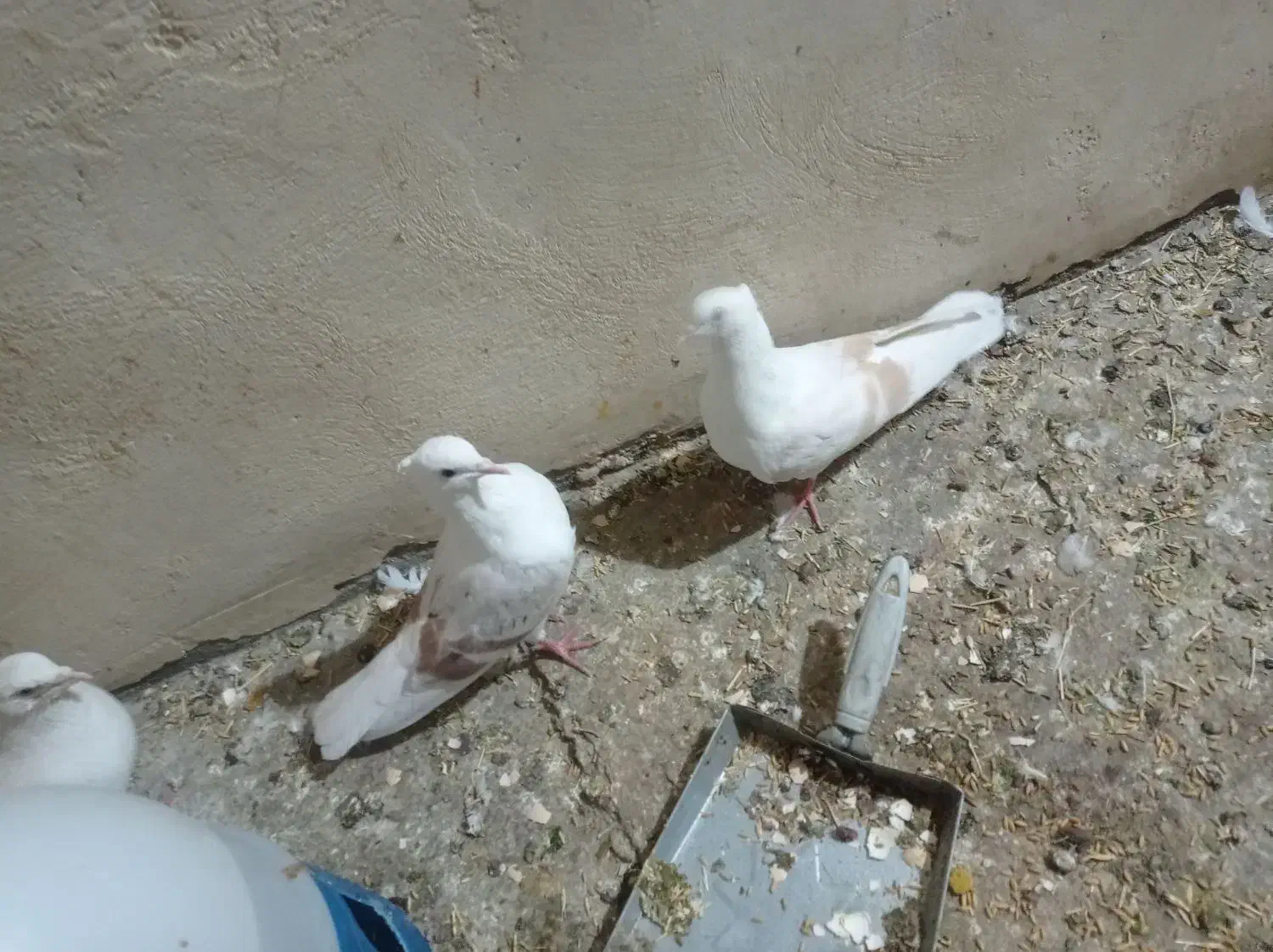 سلام ۶تا کفتر نازار|پرنده|خرمآباد, |دیوار