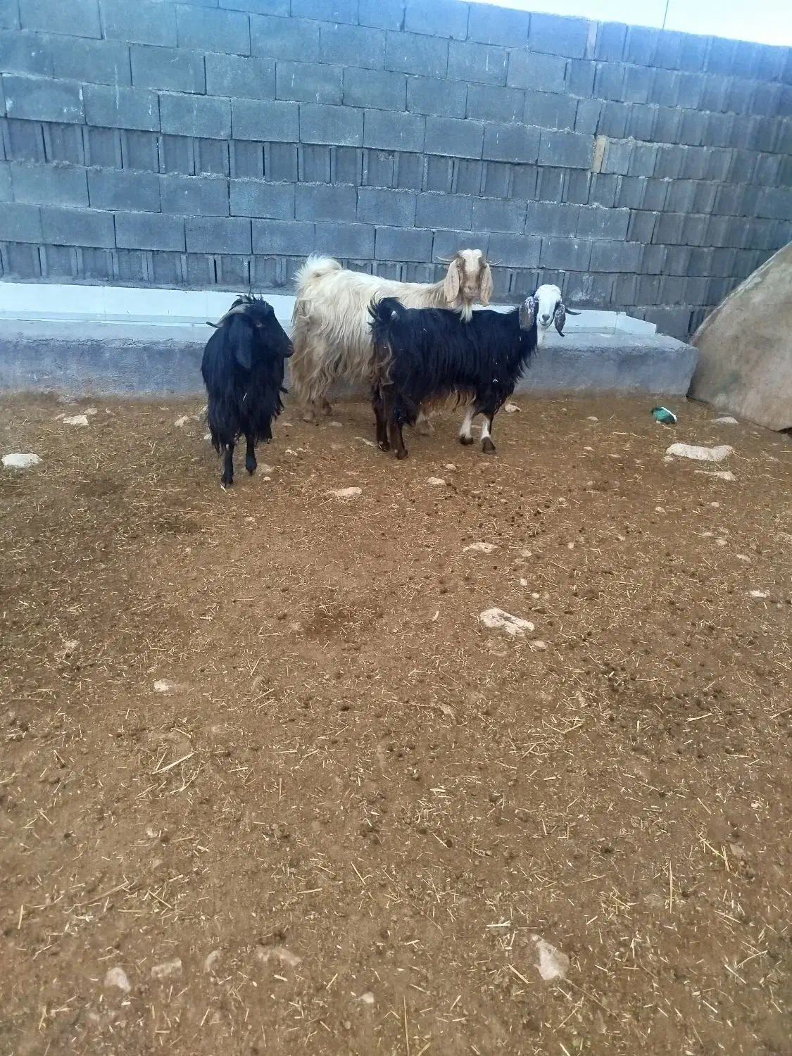 بز ابستن|حیوانات مزرعه|سرپل ذهاب, |دیوار