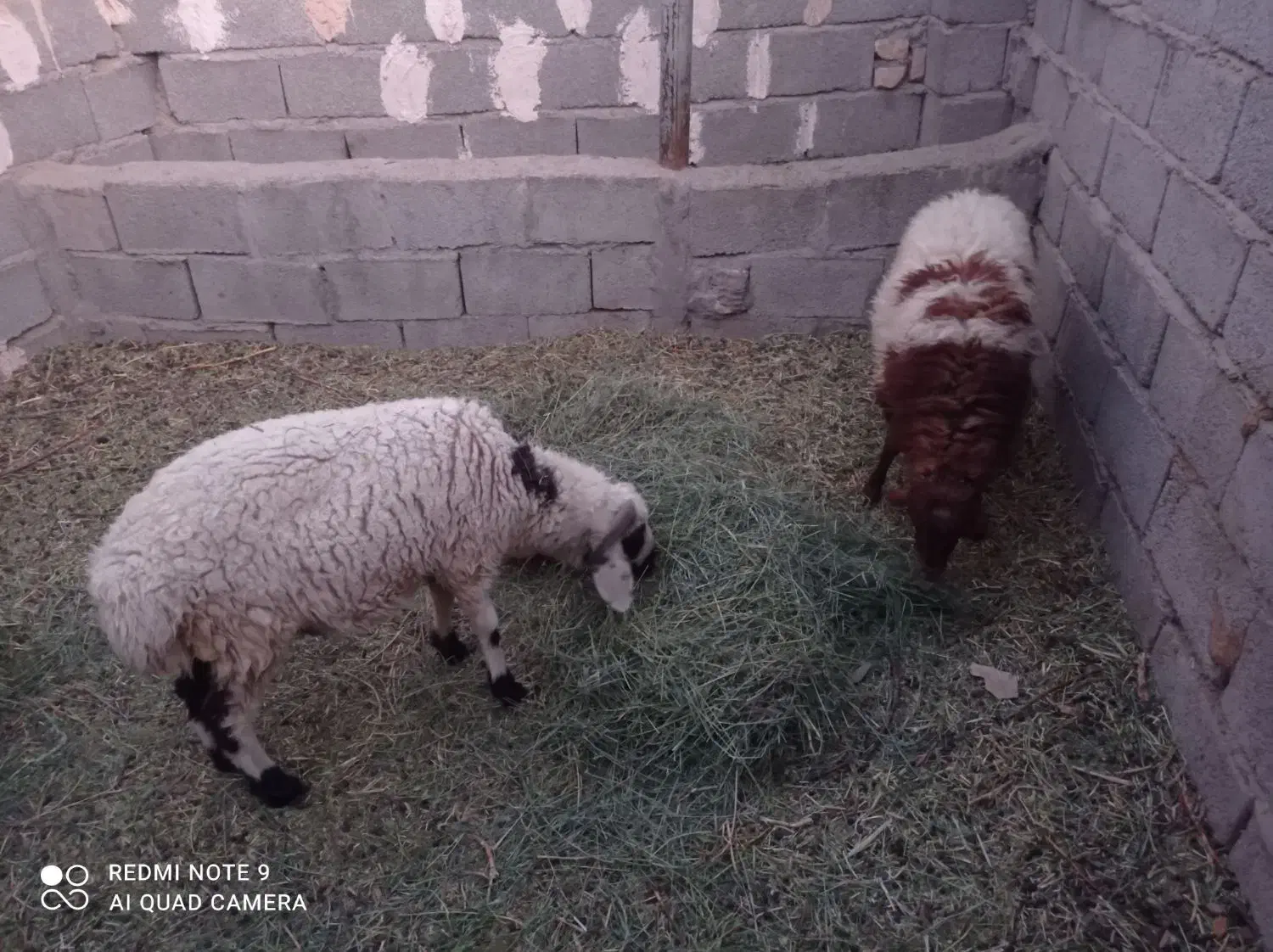 دوراس بره نر و ماده|حیوانات مزرعه|گلزار, |دیوار