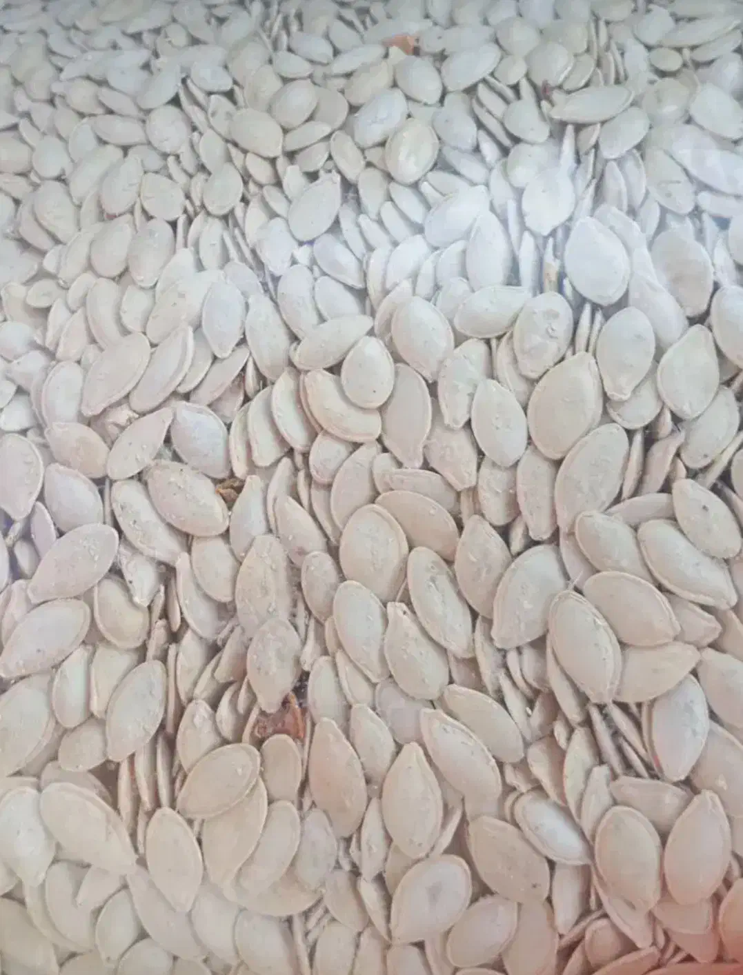 تخم کدو|عمدهفروشی|میانه, |دیوار