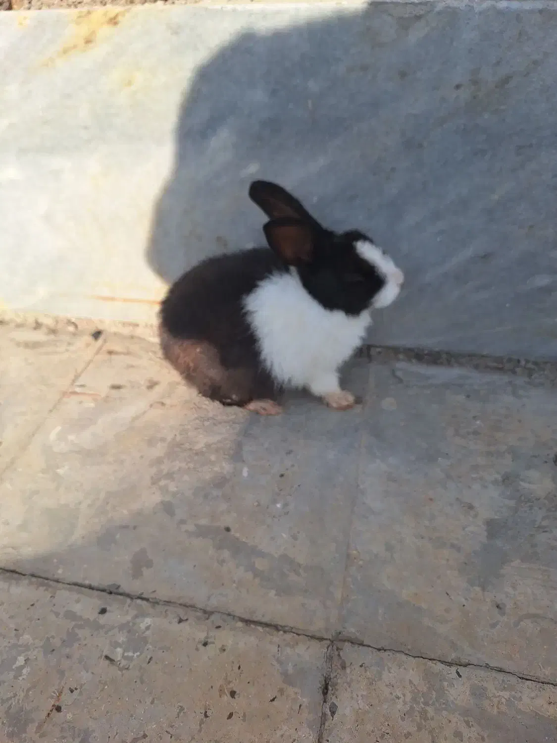 خرگوش|موش و خرگوش|رستم, |دیوار