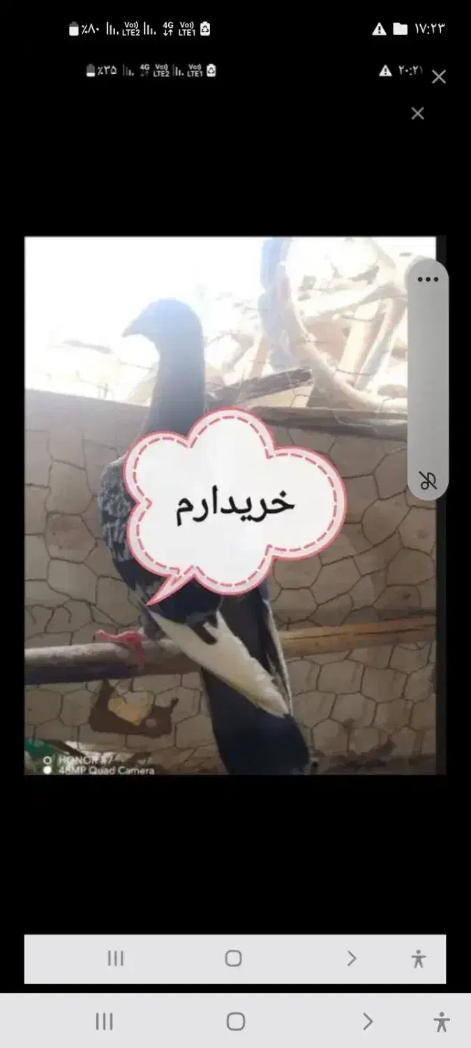 جوجه جوانه فقط نر|پرنده|زابل, |دیوار