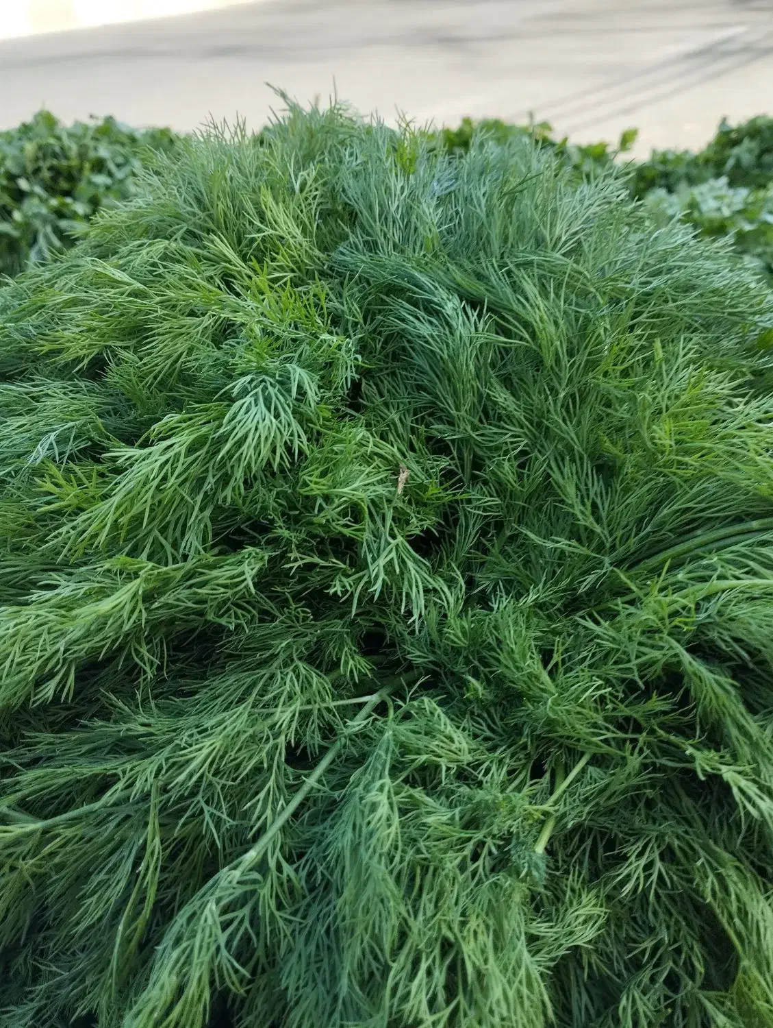 سبزی خورشی و اسفناج میدان بسیج ساعت 4|خوردنی و آشامیدنی|بم, |دیوار