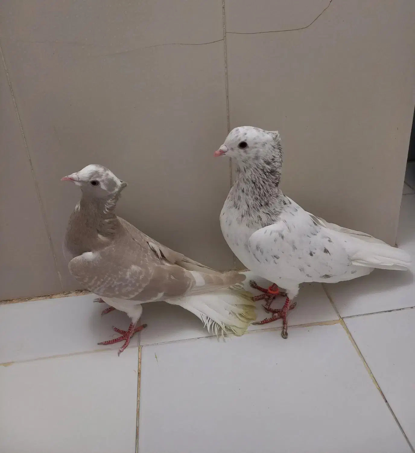 کبوتر هفترنگ دم سفید|پرنده|پاکدشت, پاکدشت (مامازند)|دیوار