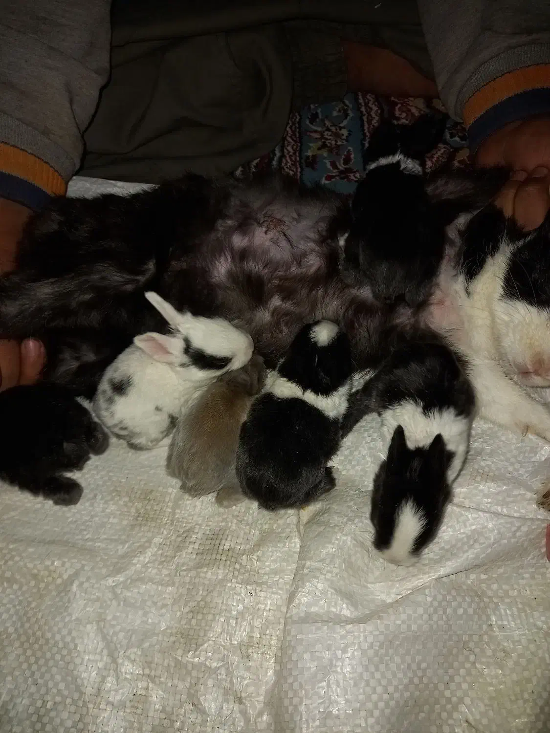 خرگوش بزرگ و کوچیک|موش و خرگوش|زاهدان, |دیوار