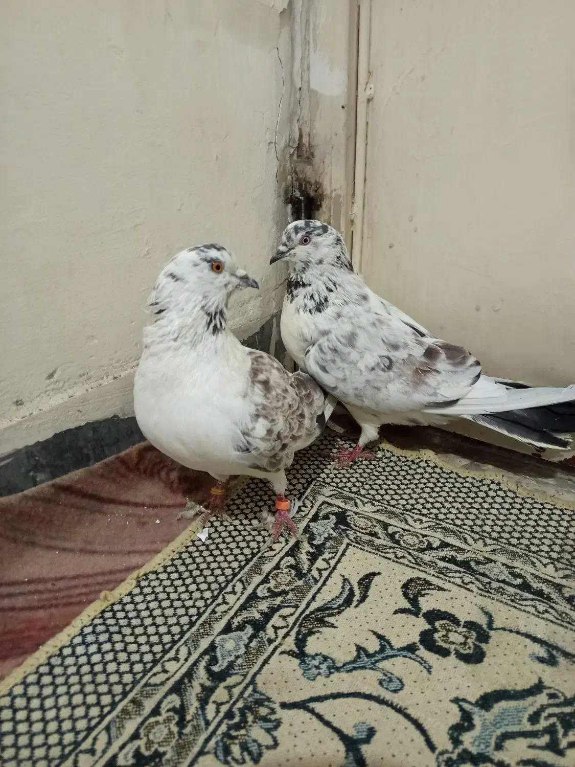 کفتر|حیوانات|ملایر, |دیوار