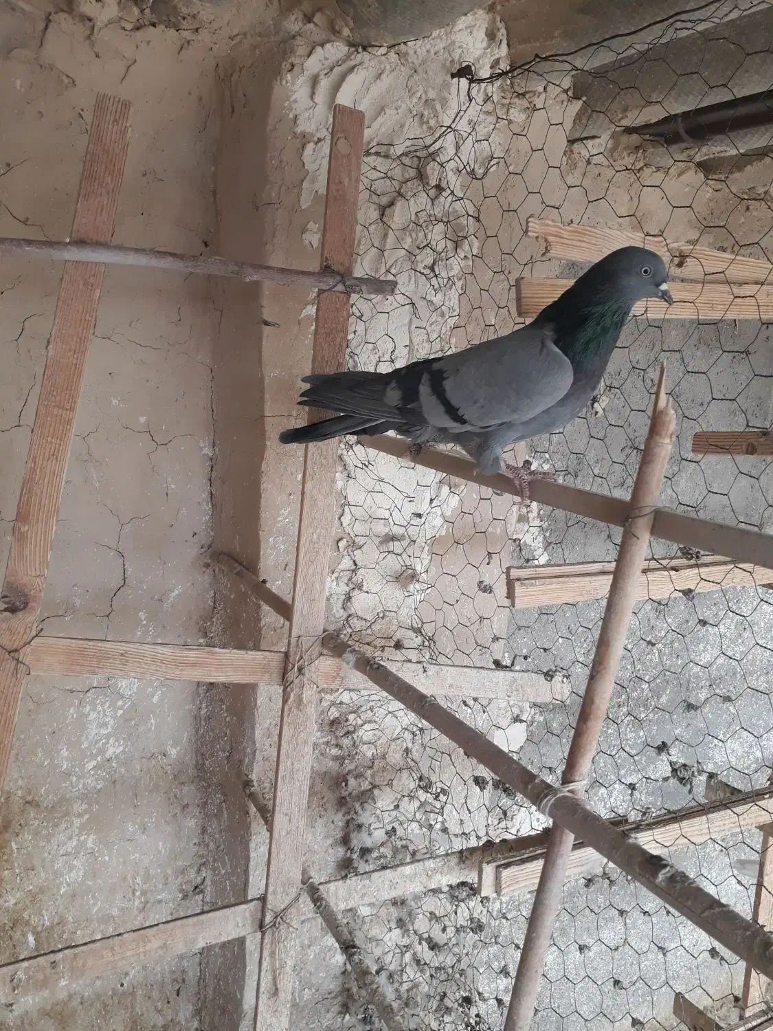 کفتر پرشی|پرنده|ساوه, |دیوار