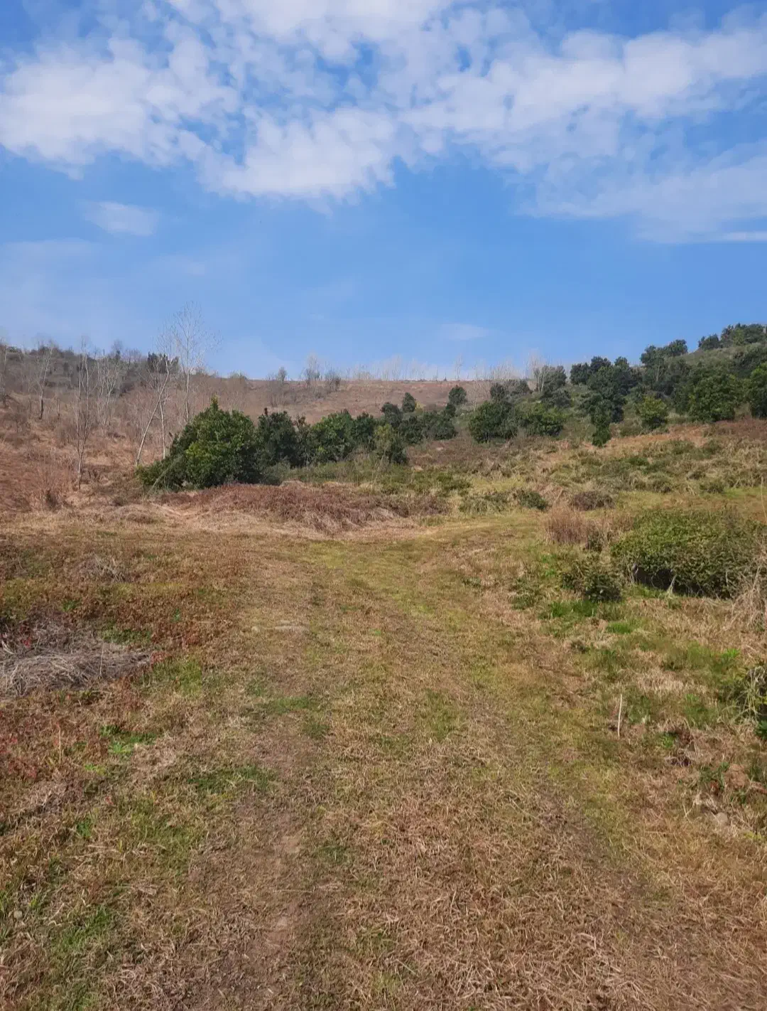 ۵ هکتار زمین باغی با درختان مرکبات اطاقور|فروش زمین و ملک کلنگی|اطاقور, |دیوار