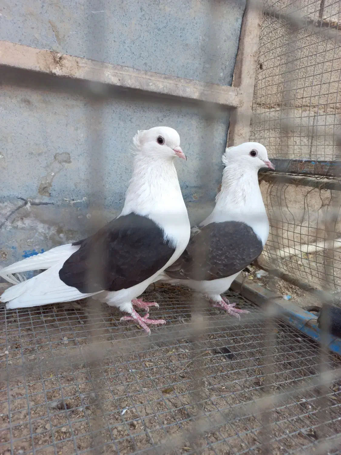 کبوتر|پرنده|دهدشت, |دیوار